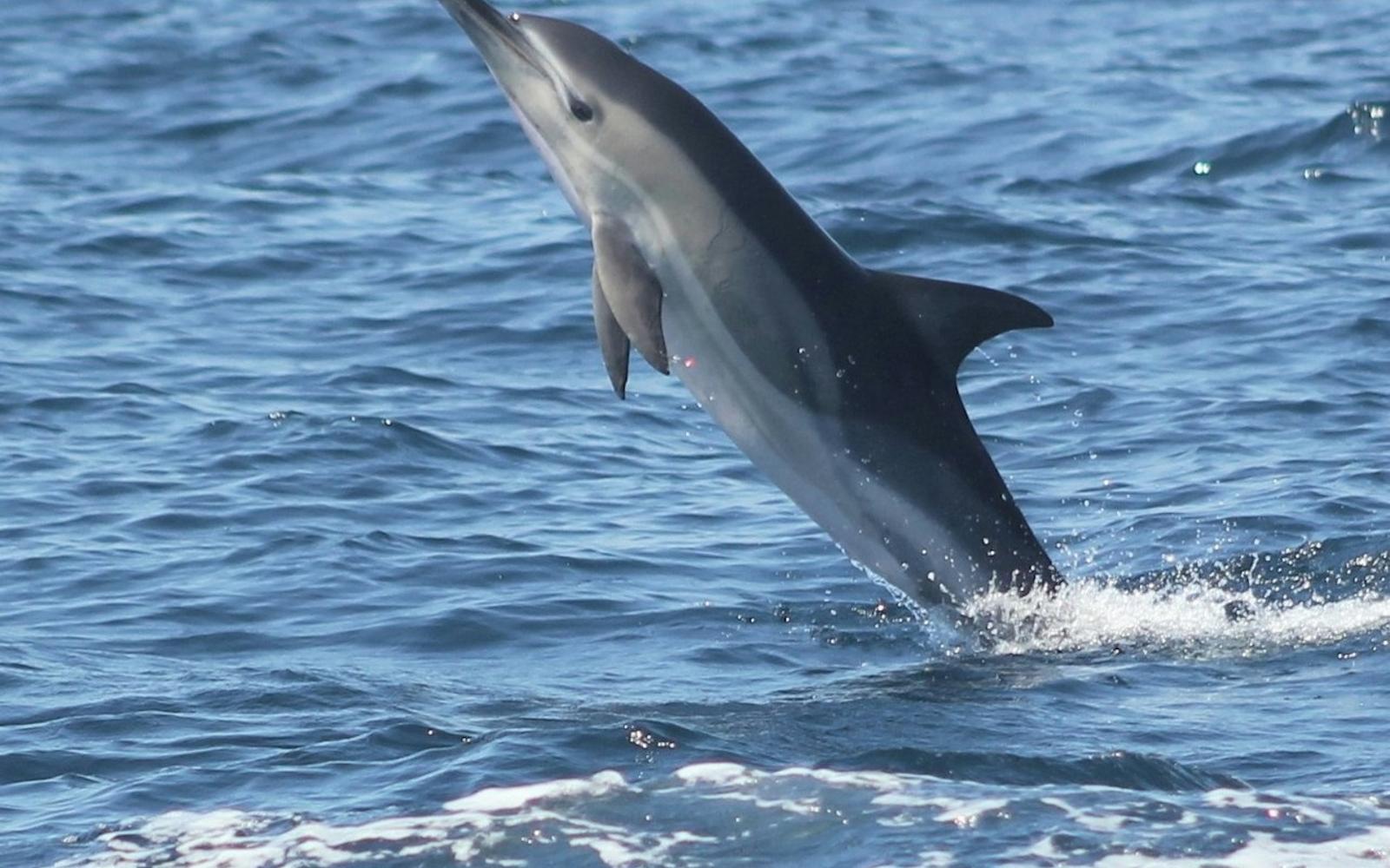 Sagres: Guided Dolphin Watching Tour tickets at Algarve Boat Tours, Portimao