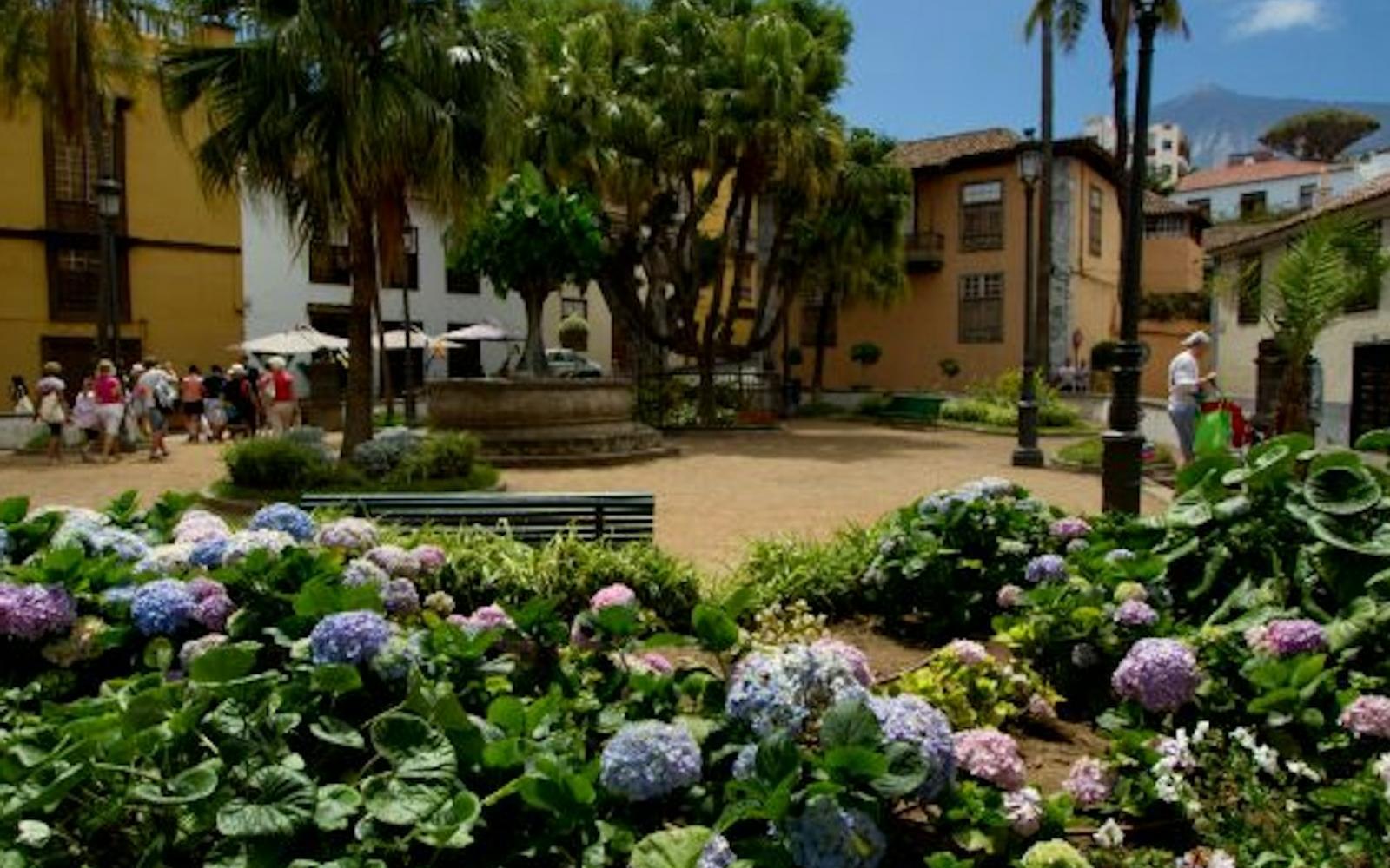 Tenerife Dragon Tree and Botanical Gardens tickets at Parque del Drago, Icod De Los Vinos