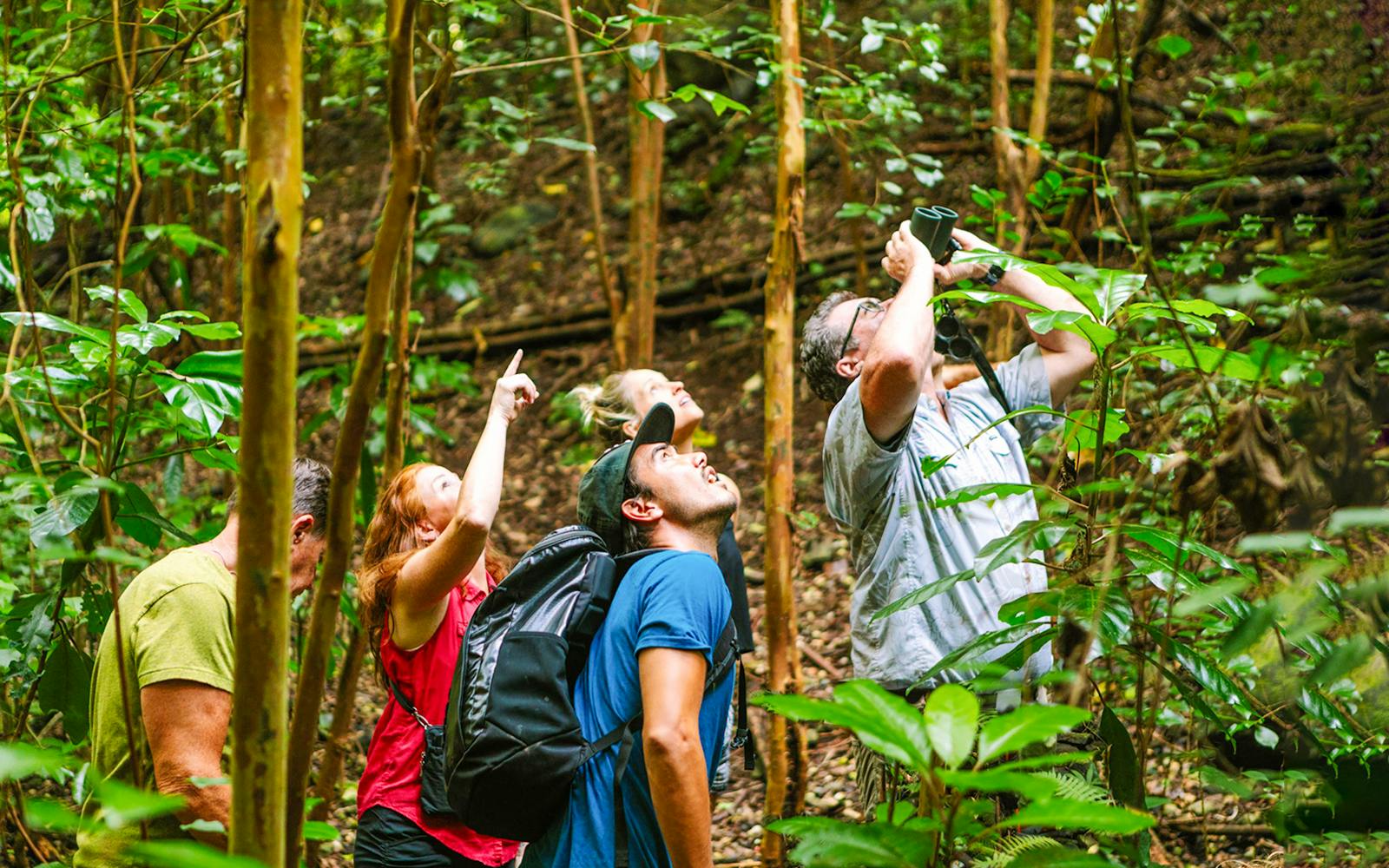 Big Island: Hakalau Forest Birdwatching Tour tickets, Hawaii