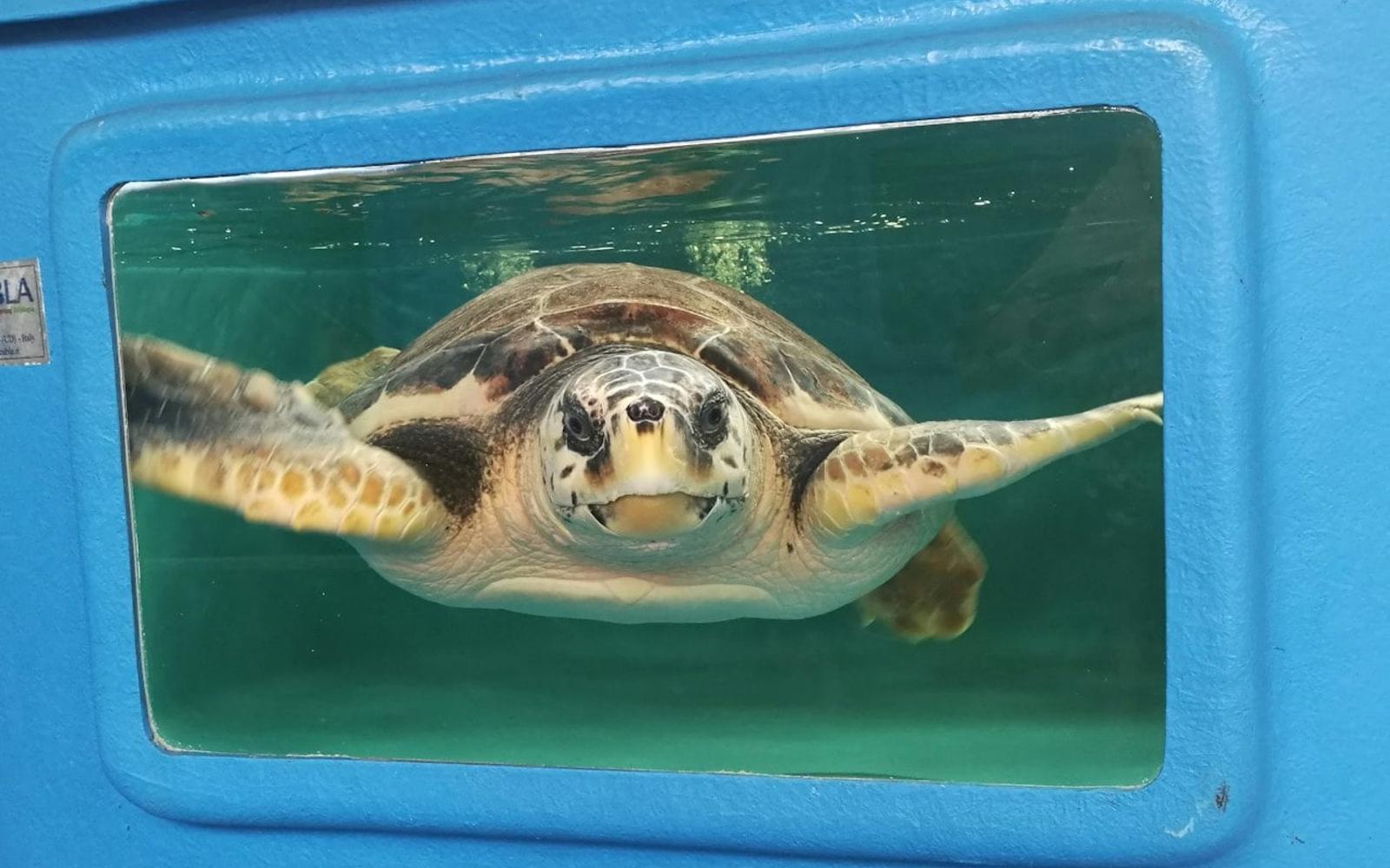 Turtle Point: Entry Ticket