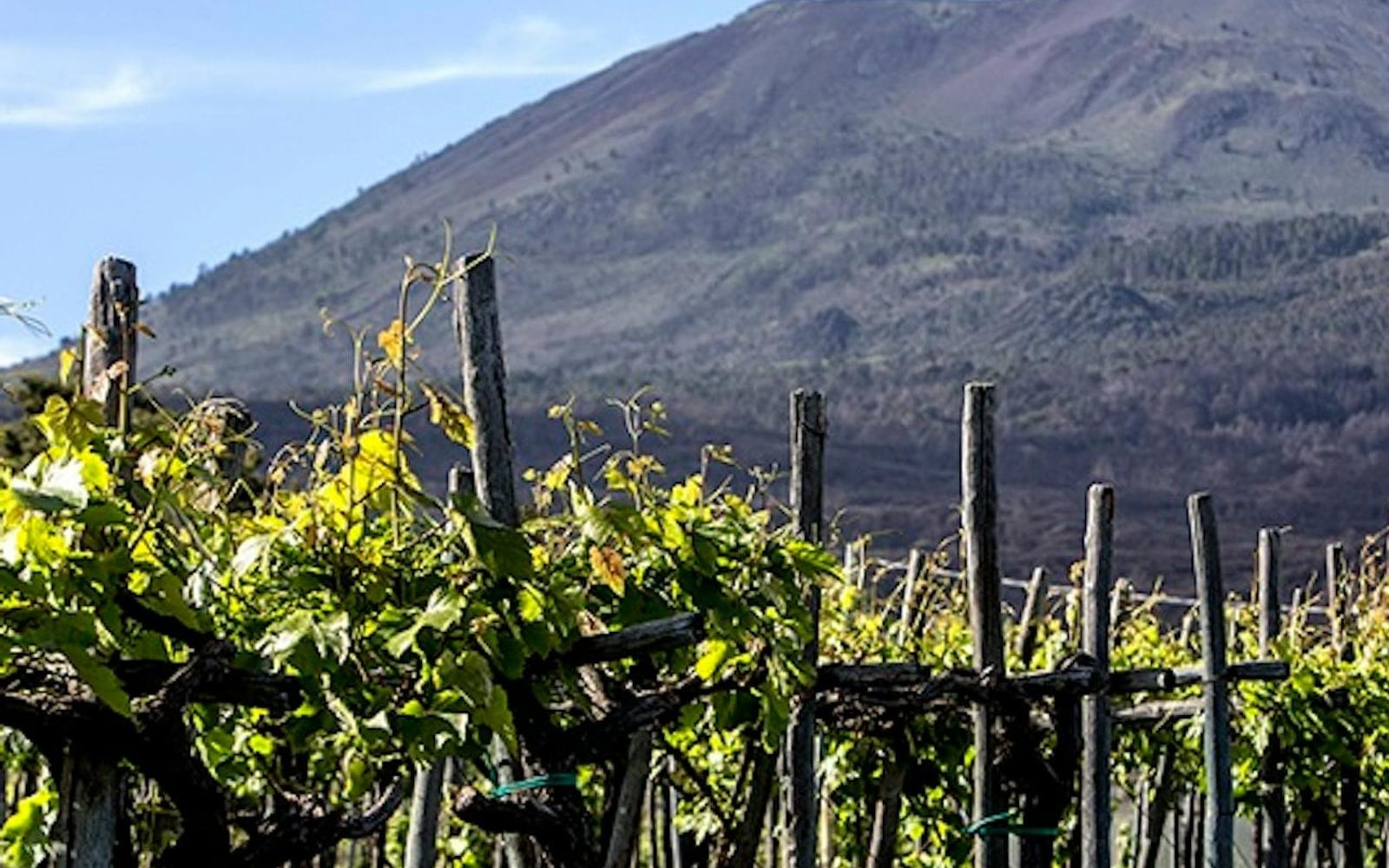 Vesuvius: Wine Tasting