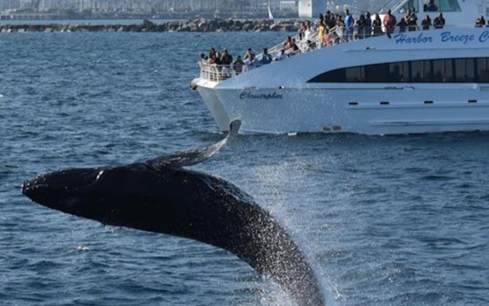 West Harbor: Whale and Dolphin Watching Cruise tickets, Los Angeles
