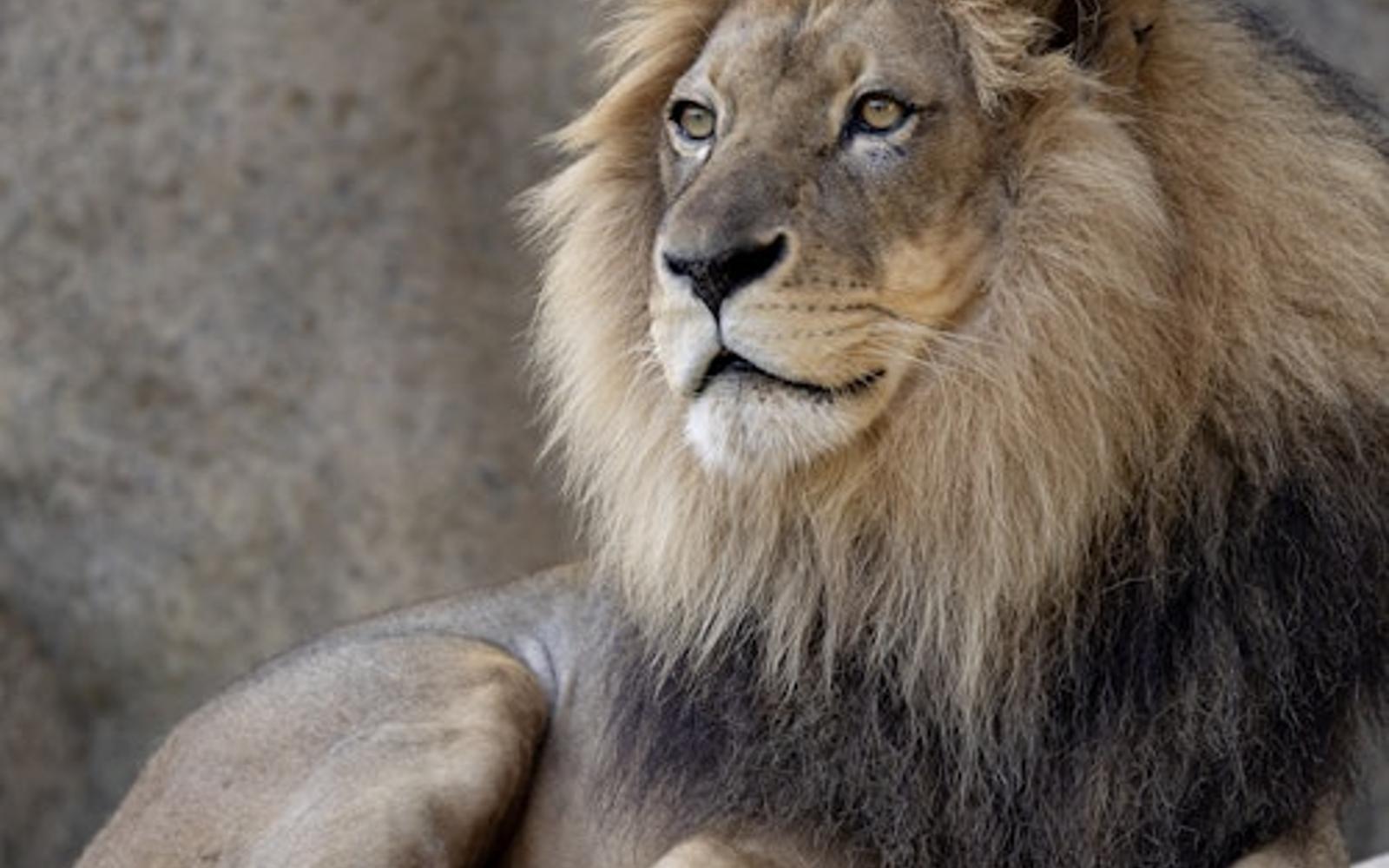 Zoo Atlanta: Entry Ticket