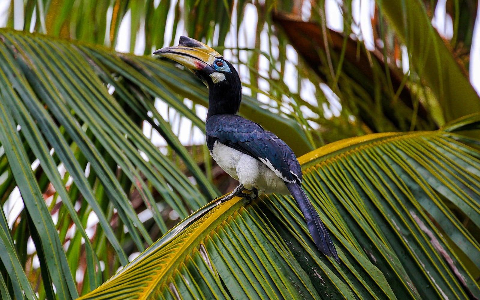 Guided Bird Watching Tour in Langkawi with Round-Trip Transfers