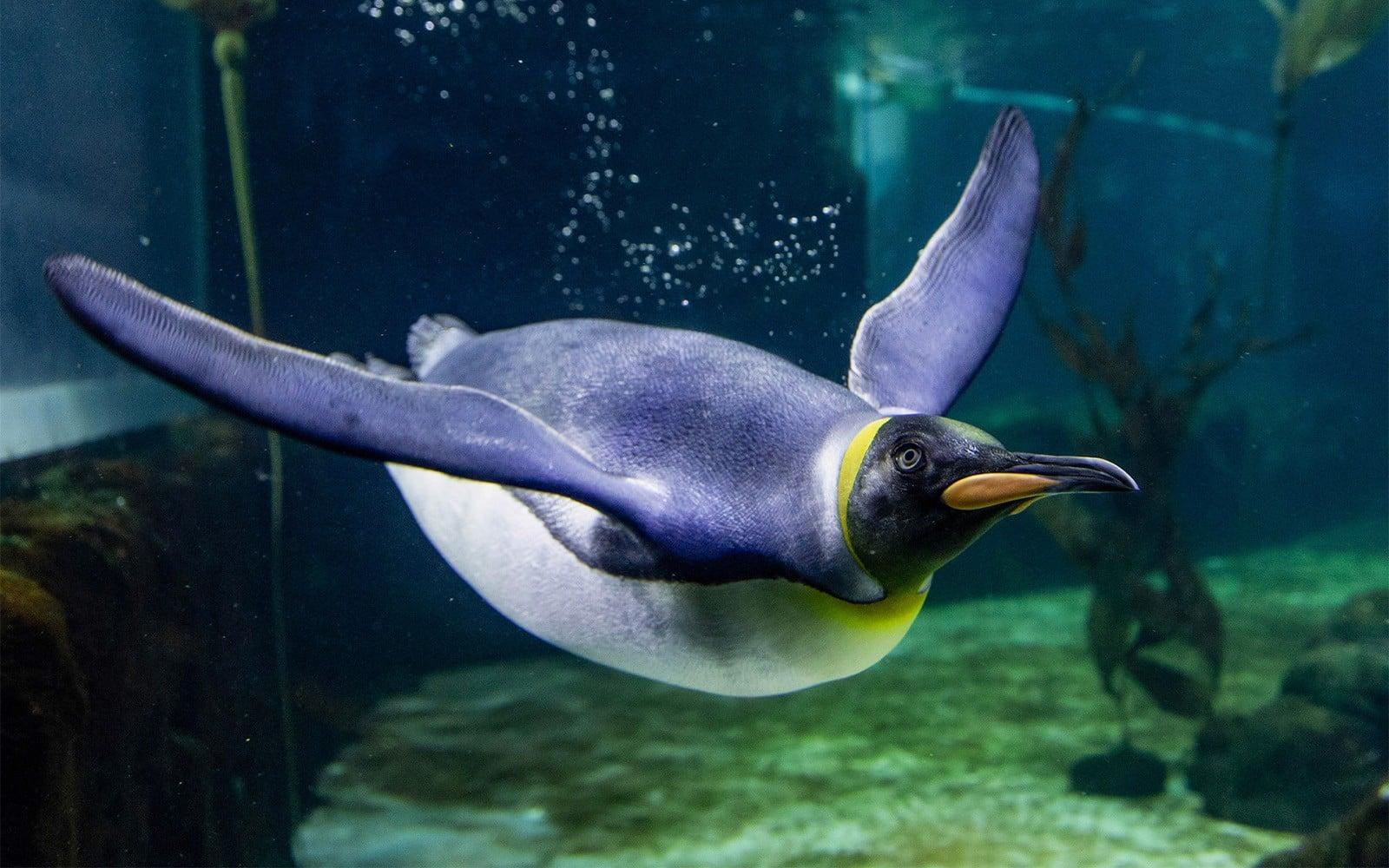 SEA LIFE Sydney Aquarium Tickets at SEA LIFE Sydney Aquarium, Sydney