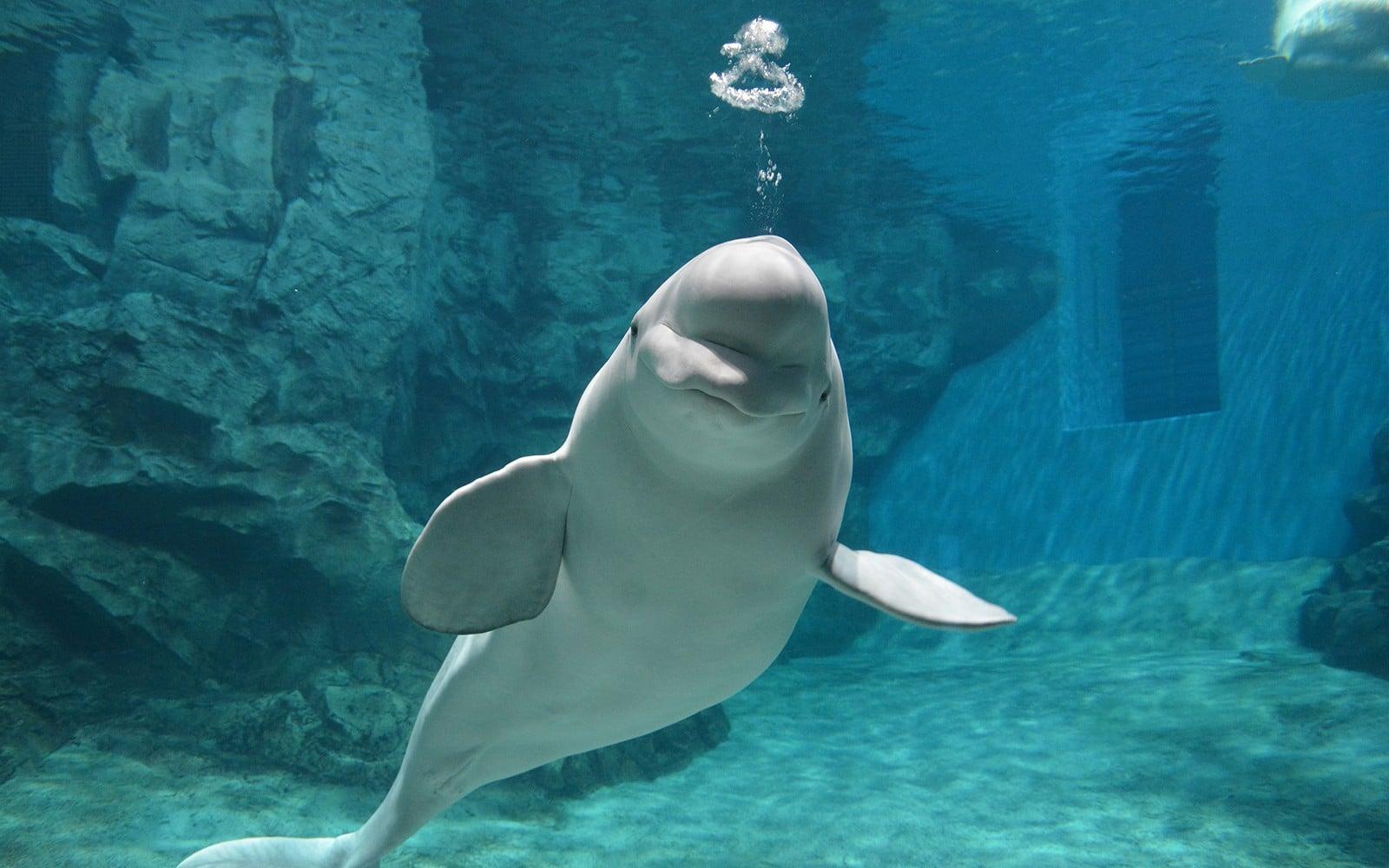 Tickets to Port of Nagoya Public Aquarium