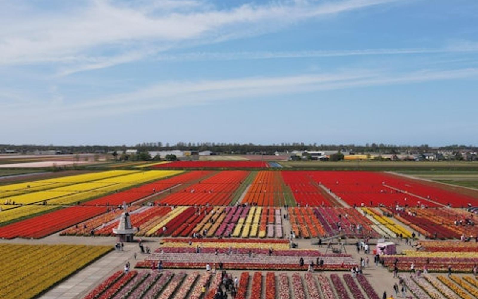 La Tulip Barn: Biglietto d'ingresso tickets at The Tulip Barn, Lisse