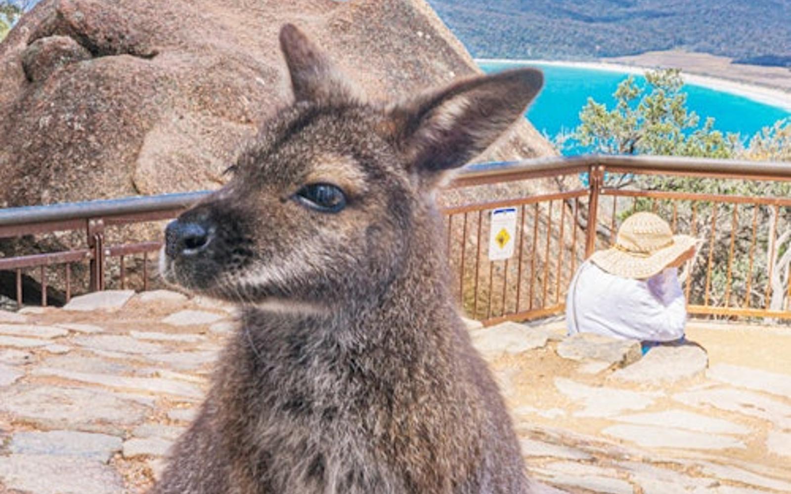 Wineglass Bay, Freycinet National Park & Richmond: Guided Tour + Transfer tickets, Hobart