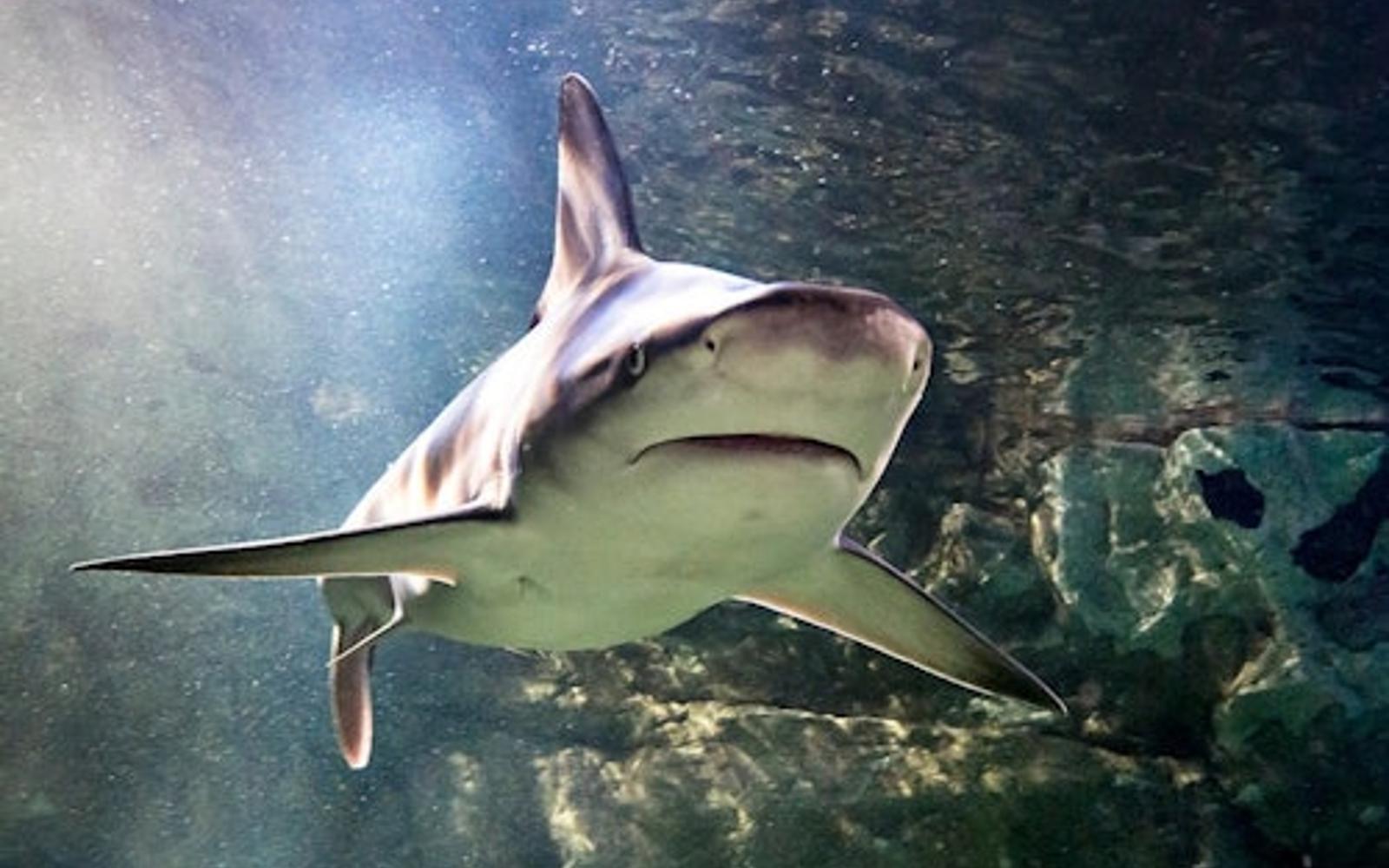 بلیت ورود به SEA LIFE اوبرهاوزن