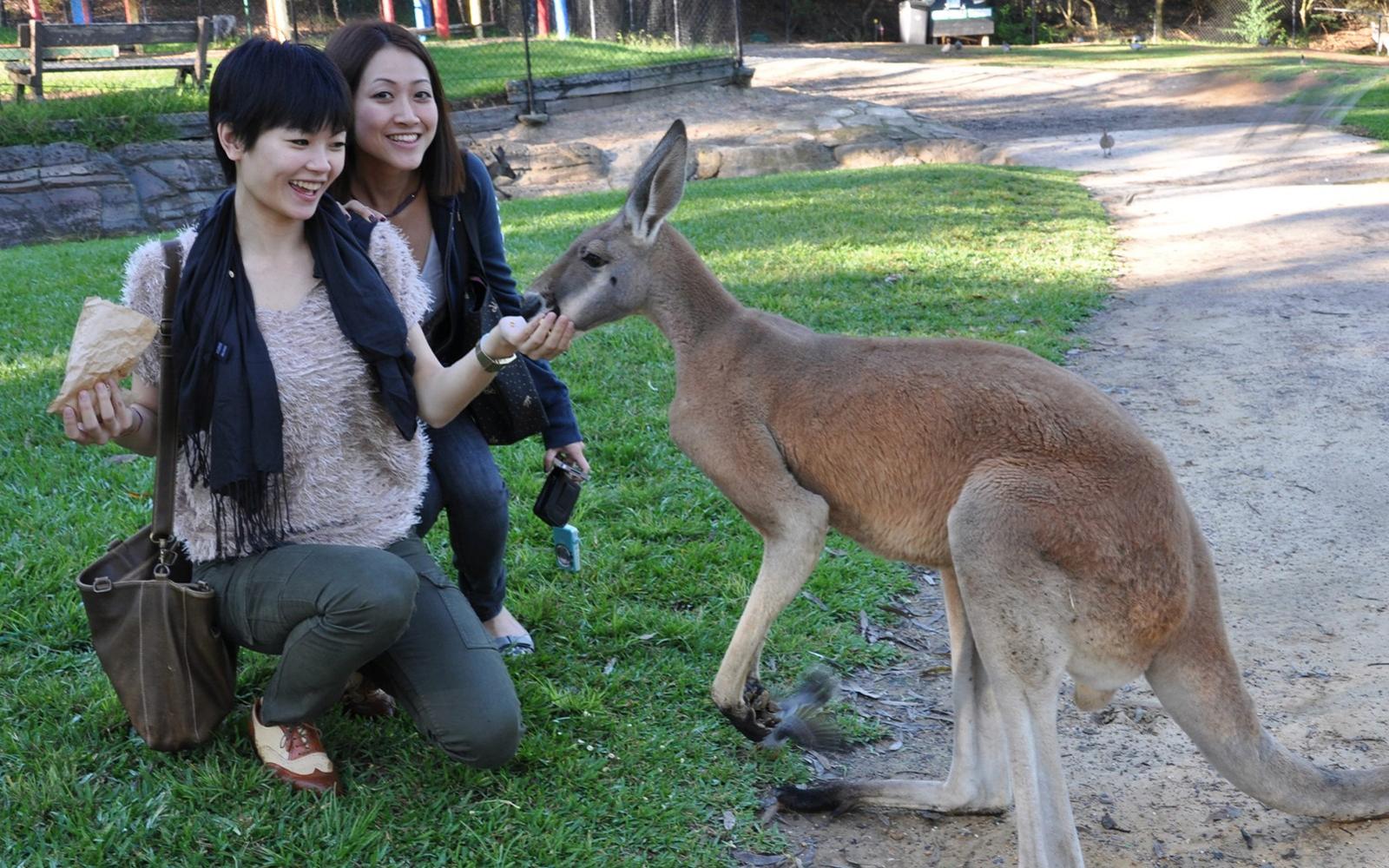 بلیط پارک خزندگان استرالیا tickets at Australian Reptile Park, Sydney