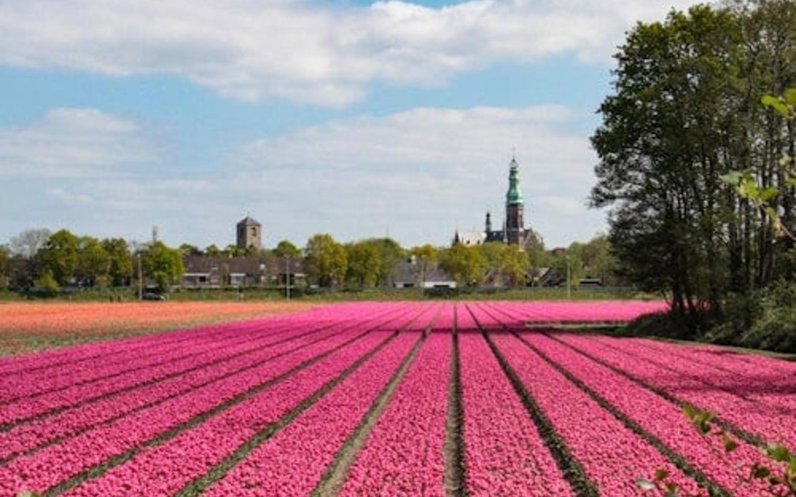 Keukenhof: Roundtrip Bus Transfer to Amsterdam tickets at Keukenhof, Lisse