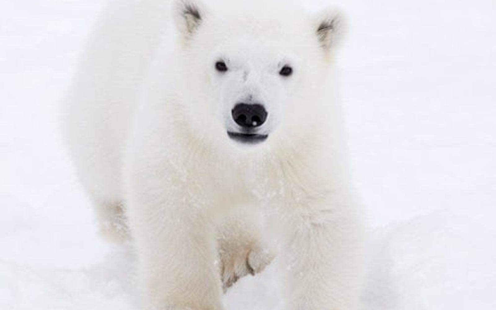 Ranua Wildlife Park: Guided Tour + Hotel Transfer tickets at Ranua Wildlife Park, Rovaniemi