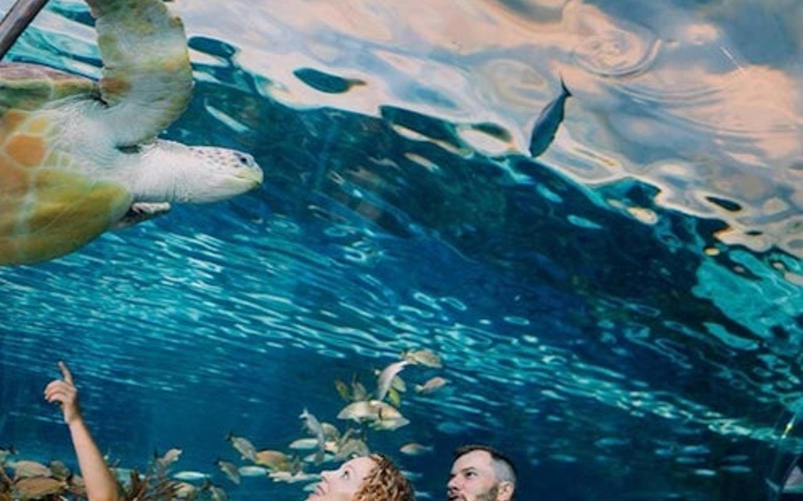 Ripley's Aquarium Gatlinburg + 2 or 3 Attractions