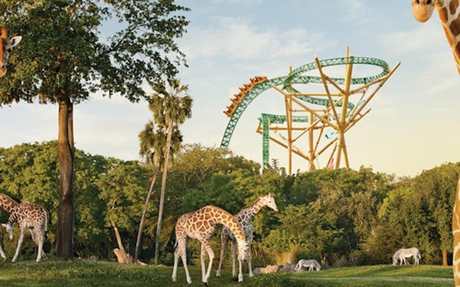 Busch Gardens Tampa: Eintrittskarte mit optionalem Schnellzugang