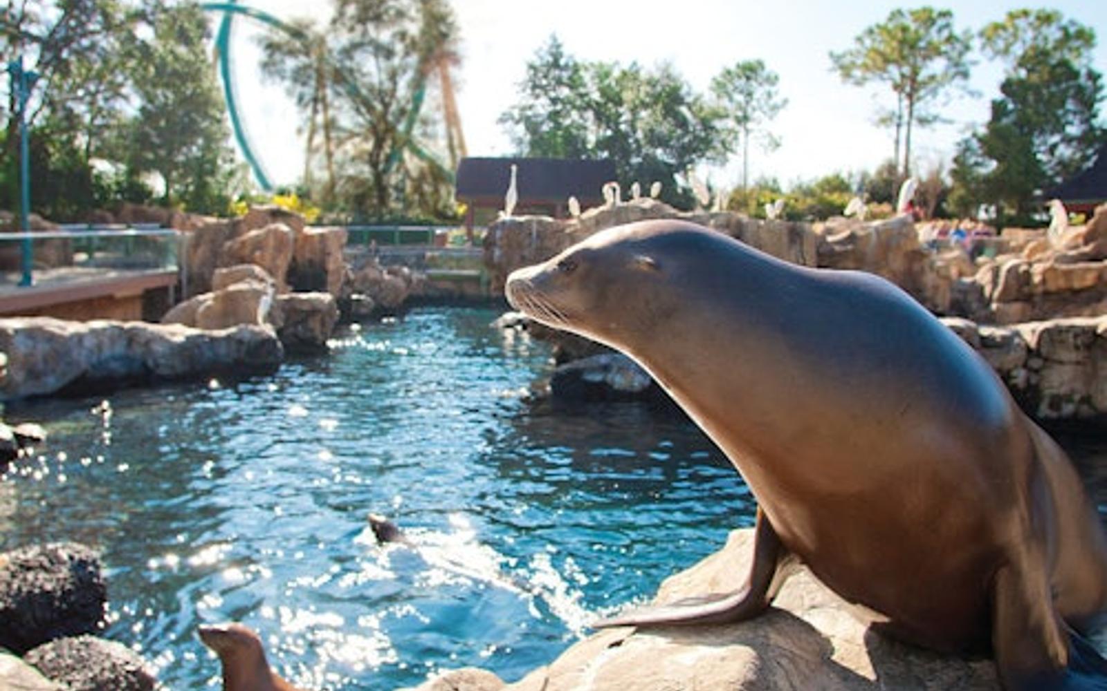 SeaWorld Orlando: Tiket Masuk dengan Pilihan Antrian Cepat