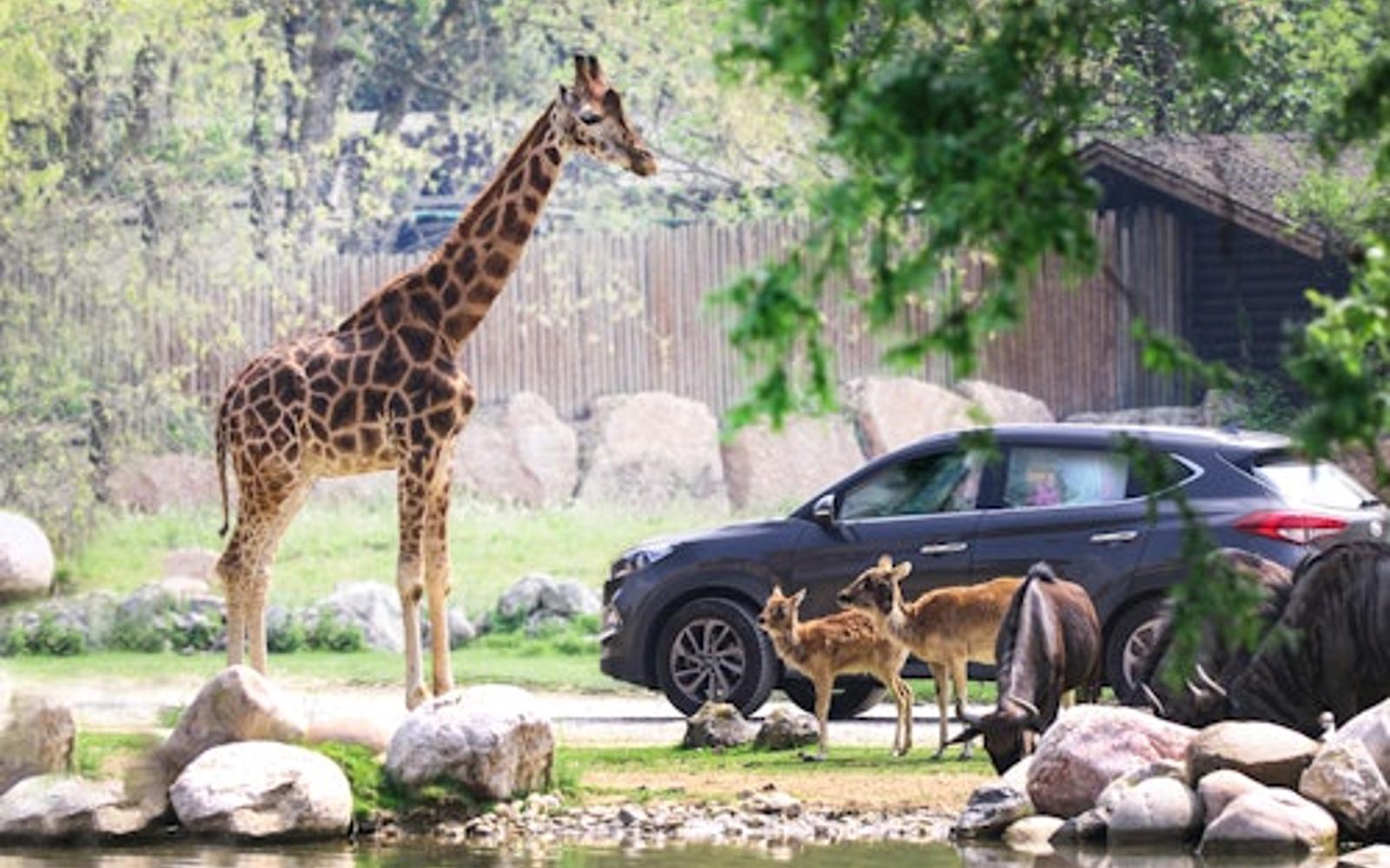 بلیط تاریخ باز برای پارک طبیعت زنده tickets at Parco Natura Viva, Bussolengo