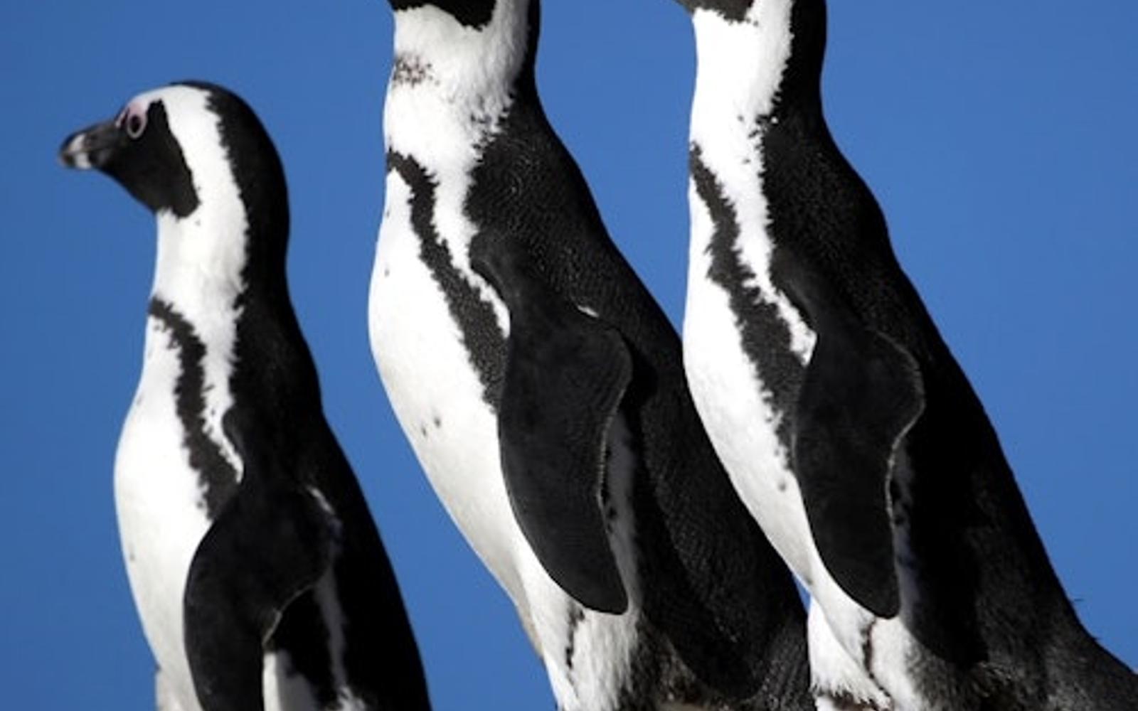 Table Mountain & Cape Point: Small-Group Tour