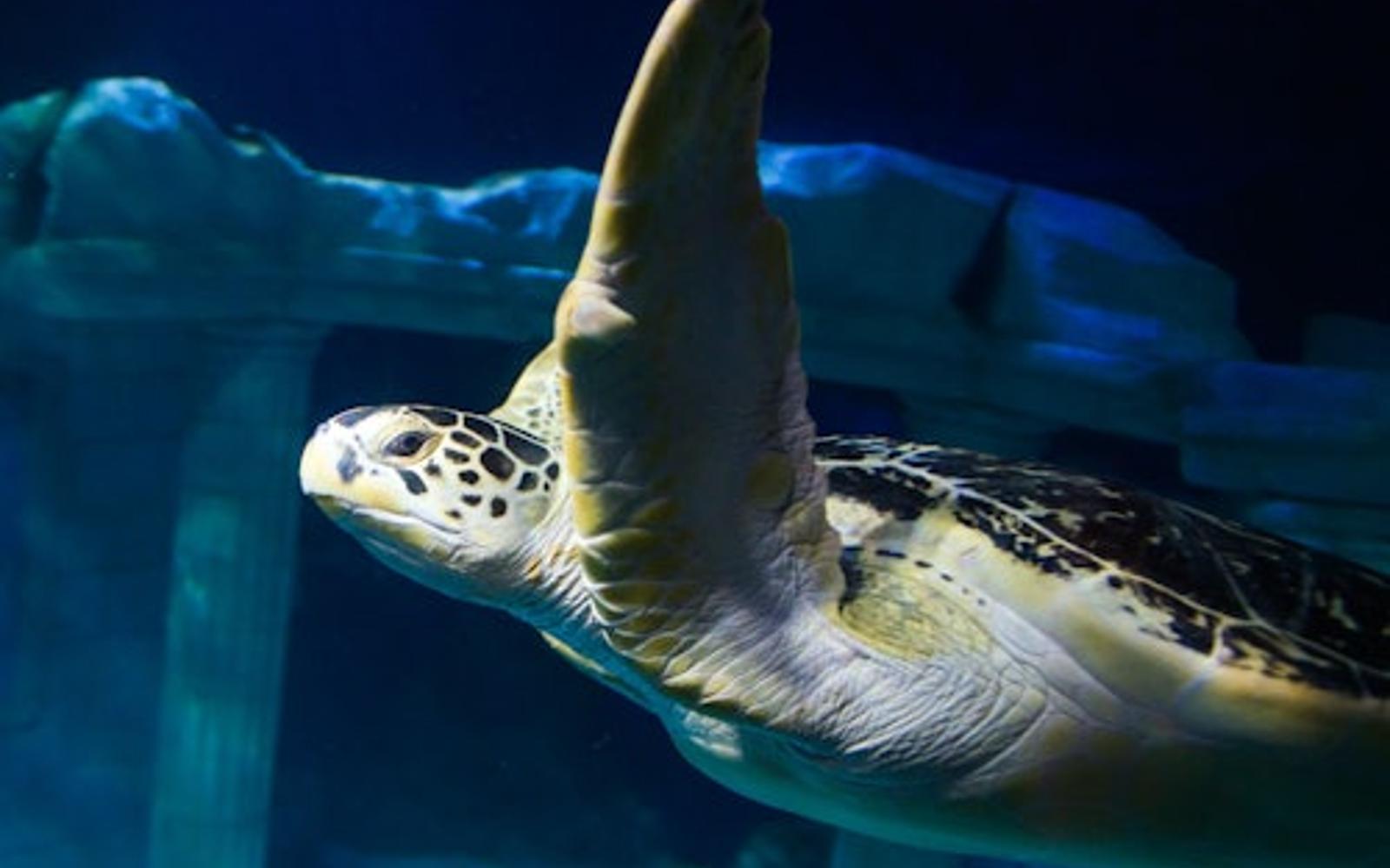 بلیت ورود به SEA LIFE اوبرهاوزن