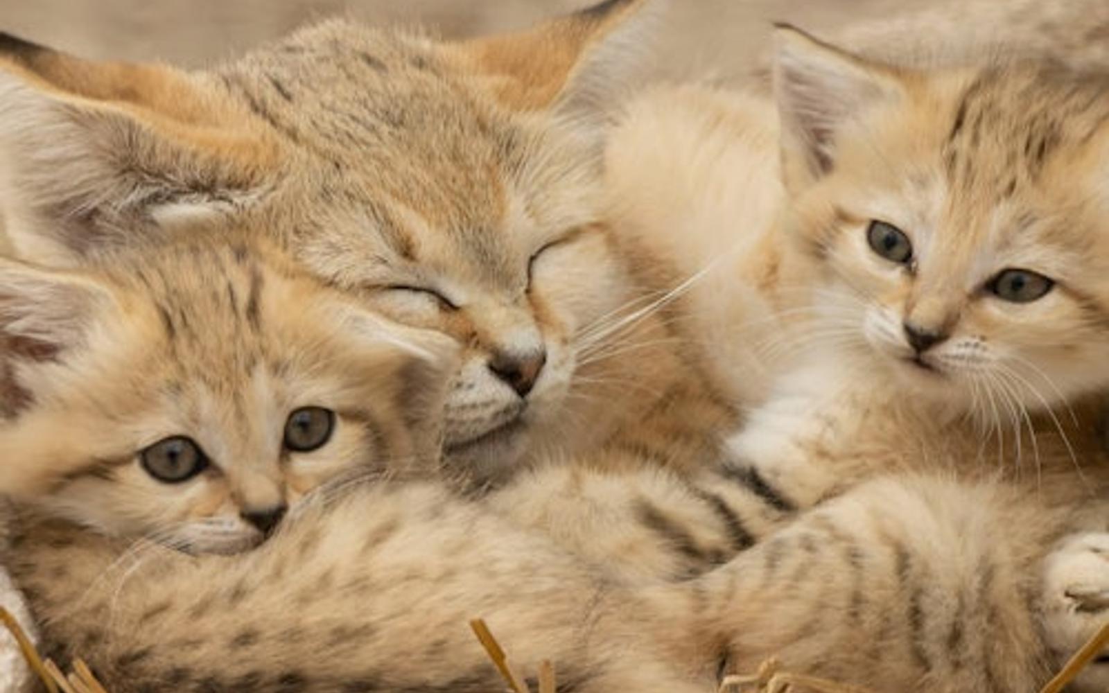 بلیط ورودی رزرو سافاری لومینی و سرزمین میمون‌ها tickets at Lumigny Safari Reserve, Lumigny Nesles Ormeaux