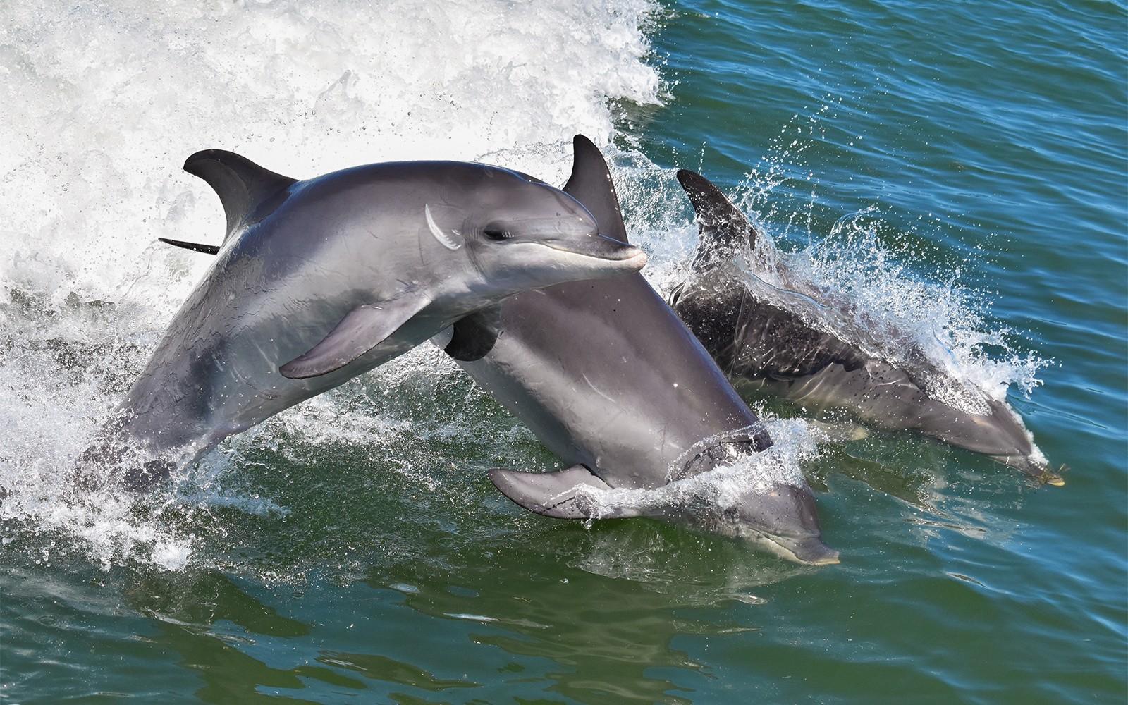 From Mandurah: Scenic View Dolphin Cruise