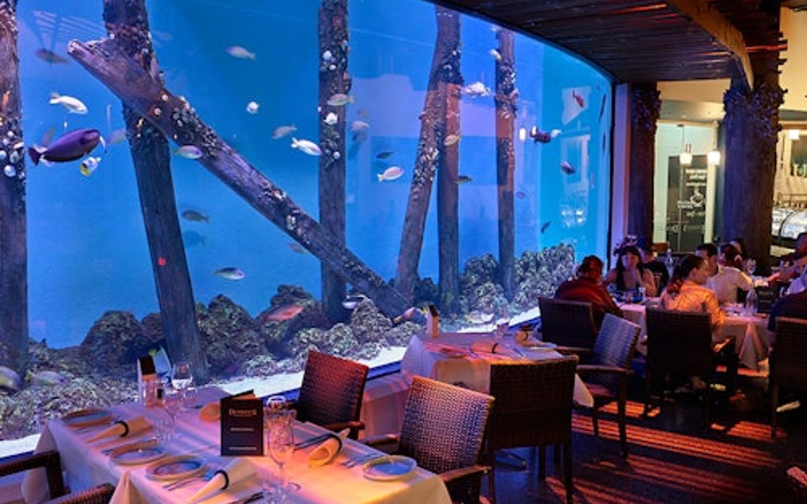 Aquari de Cairns al capvespre amb sopar