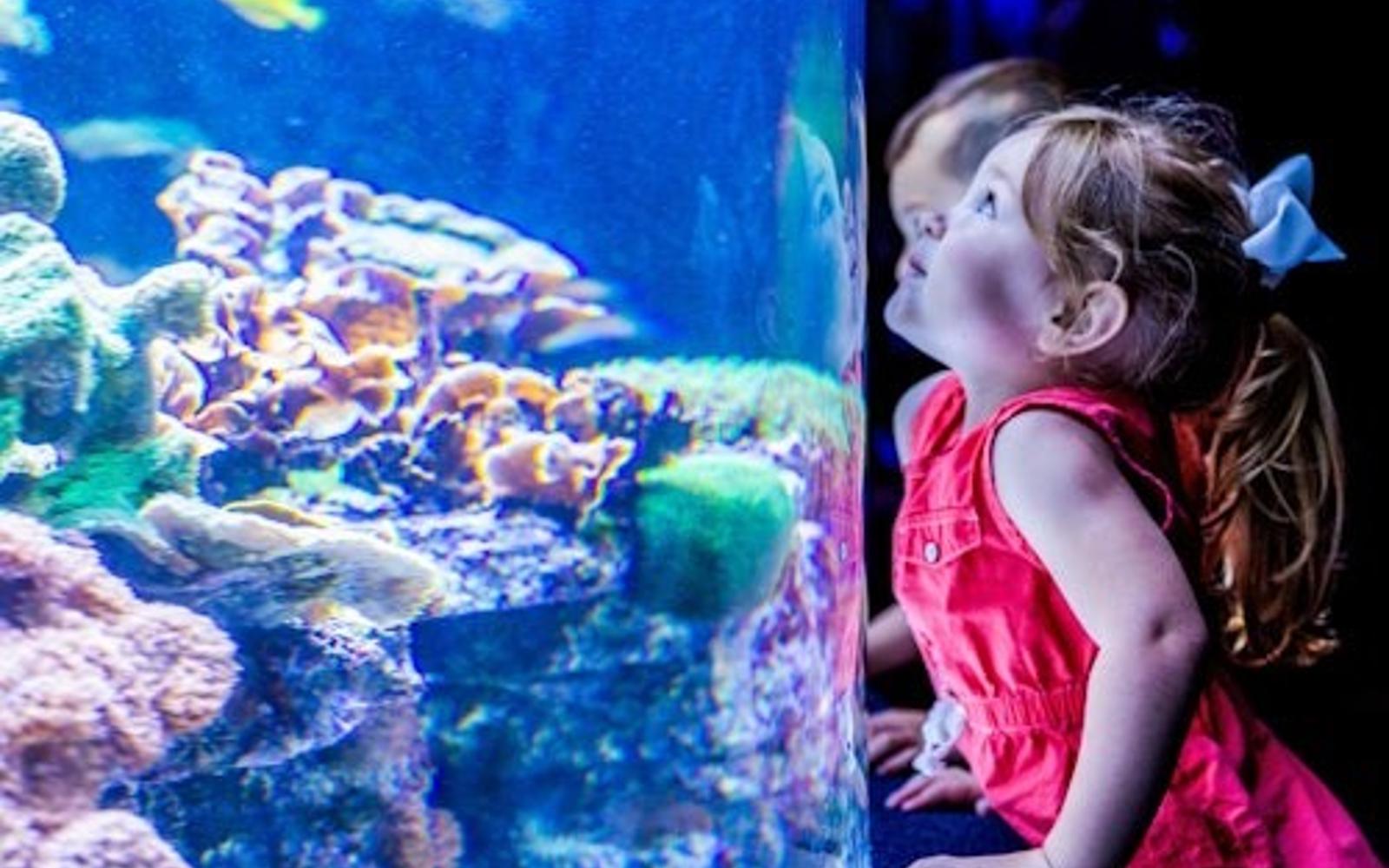 Myrtle Beach: Ripley's Aquarium + 2 Attractions