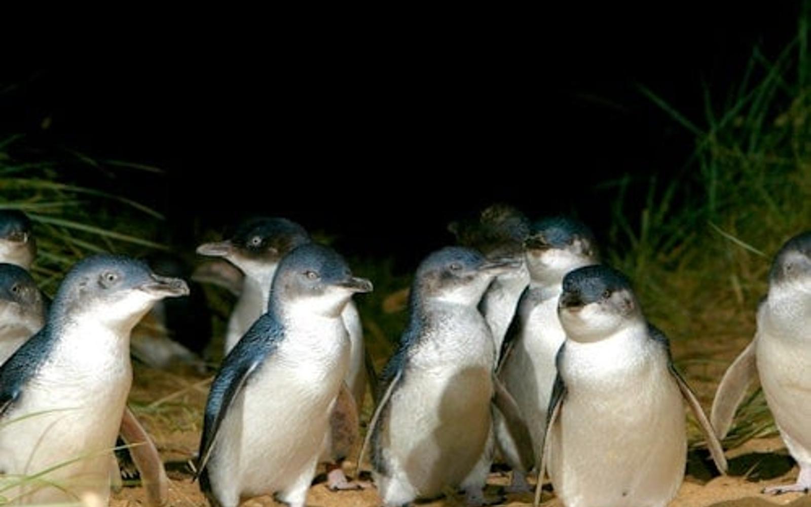 رژه پنگوئن‌ها و پارک حیات وحش مقدس در نور ماه: سفر یک‌روزه از ملبورن tickets at Phillip Island Nature Parks, Cowes