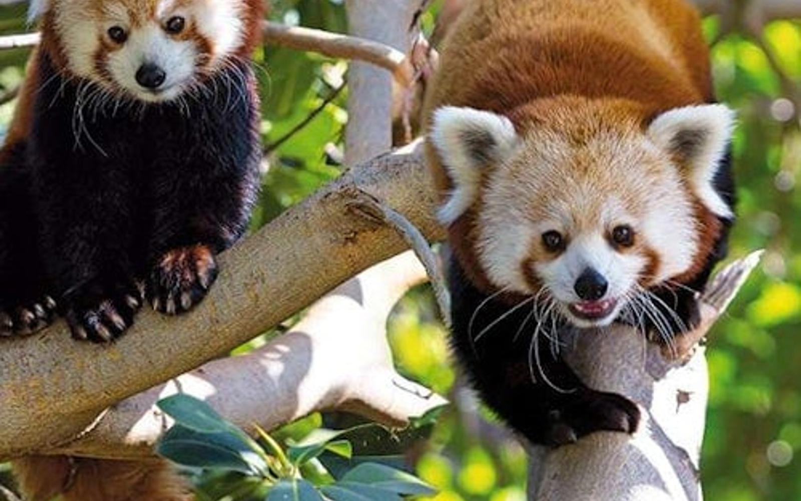 پارک لورو: بلیط ورودی + حمل و نقل tickets at Loro Parque, Puerto De La Cruz