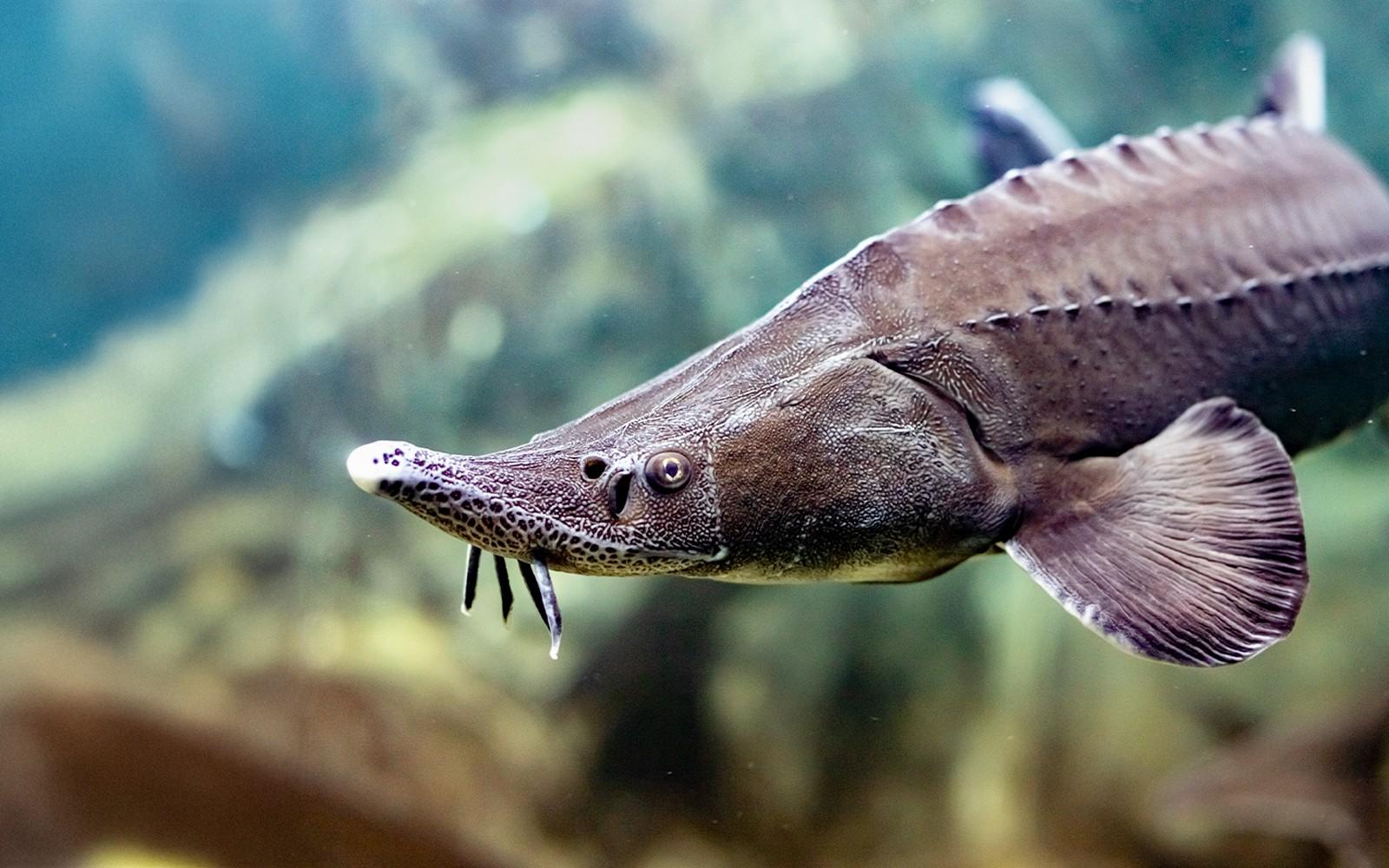 Билет за SEA LIFE Мюнхен