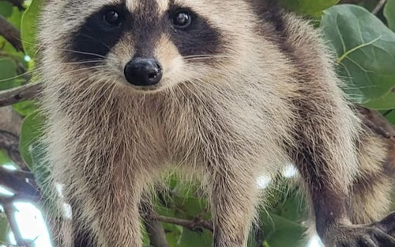 Biscayne Bay & Raccoon Island: SUP/Kayak Adventure