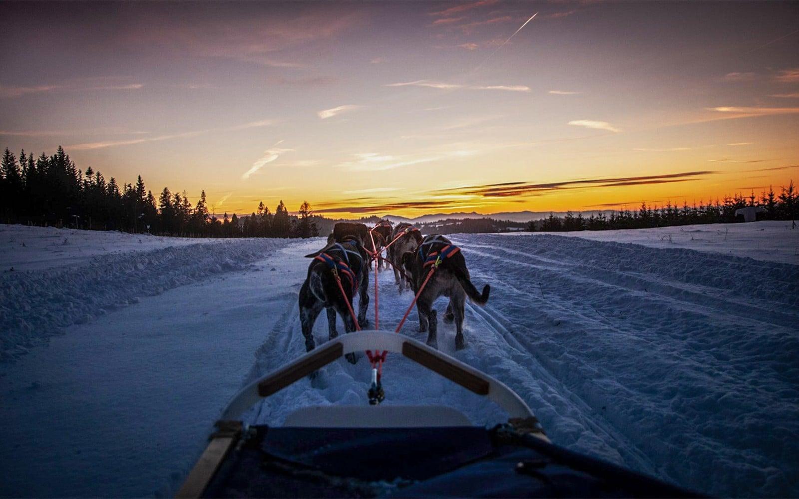 From Krakow: Tatra Mountains Dog Sledding Tour tickets, Krakow