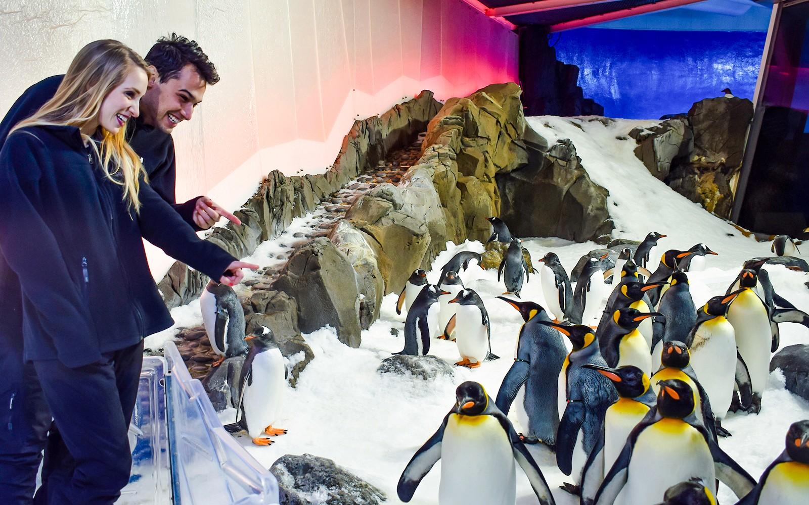 بلیط پاسپورت پنگوئن: تجربه‌ی راهنمایی شده در آکواریوم SEA LIFE ملبورن tickets at SEA LIFE Melbourne Aquarium, Melbourne