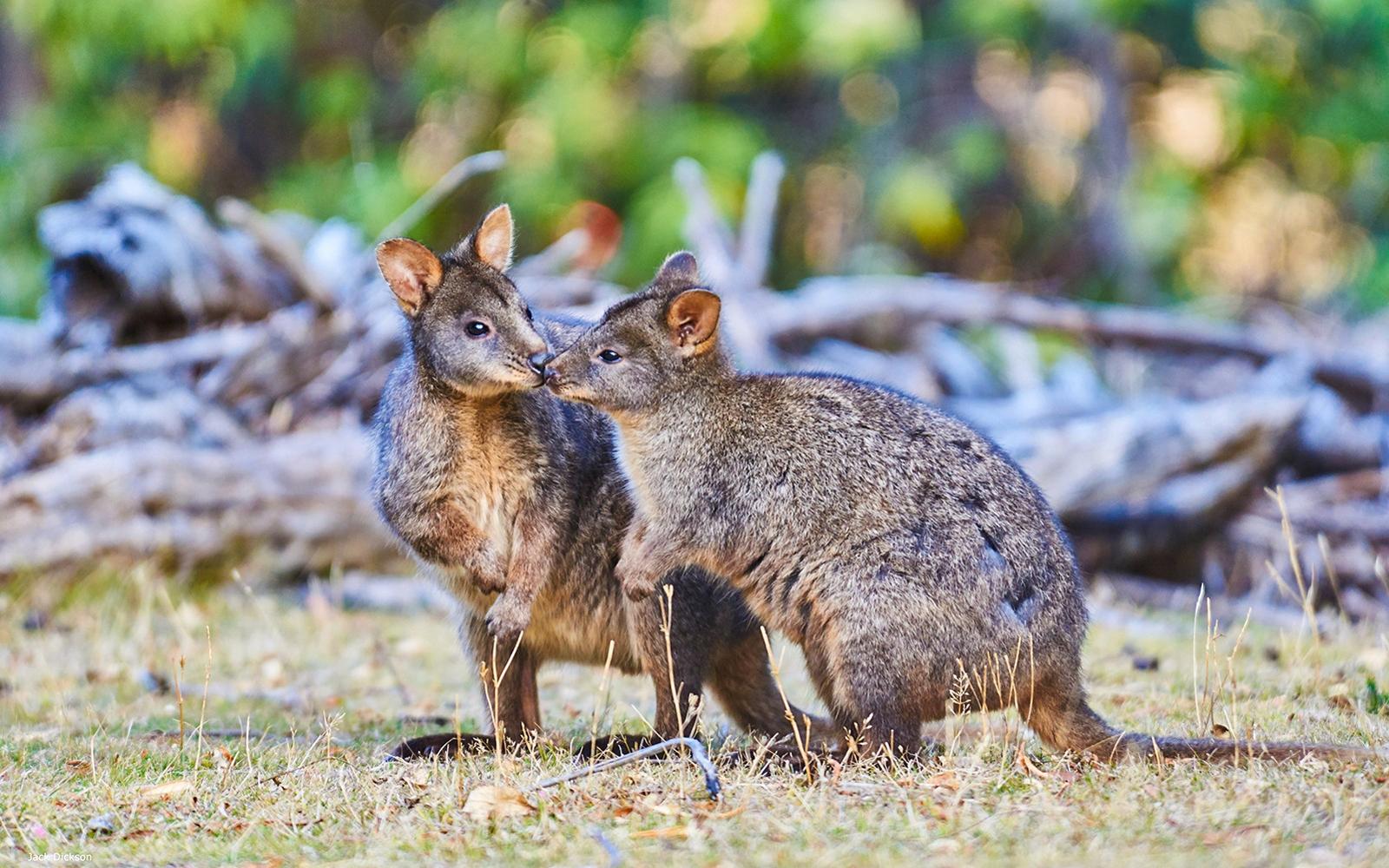 Walk with Wildlife Guided Tour at Wildlife Wonders tickets, Melbourne