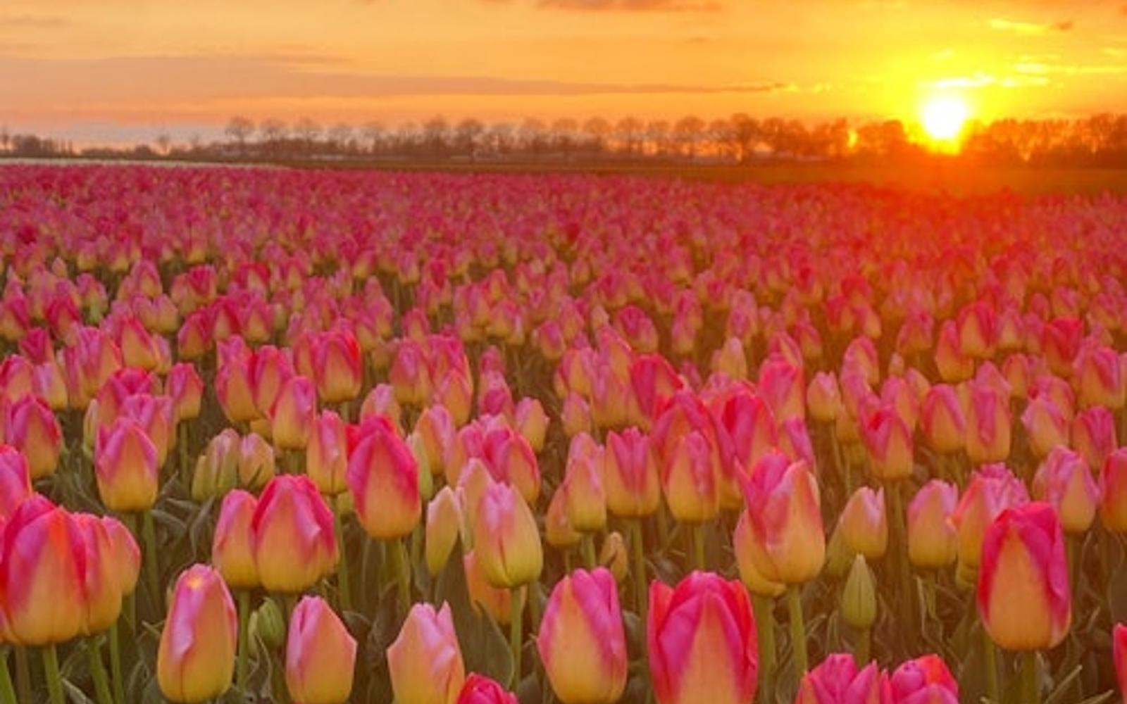 Amsterdam: Tour Guidato dei Tulipani + Cena tickets, Lisse