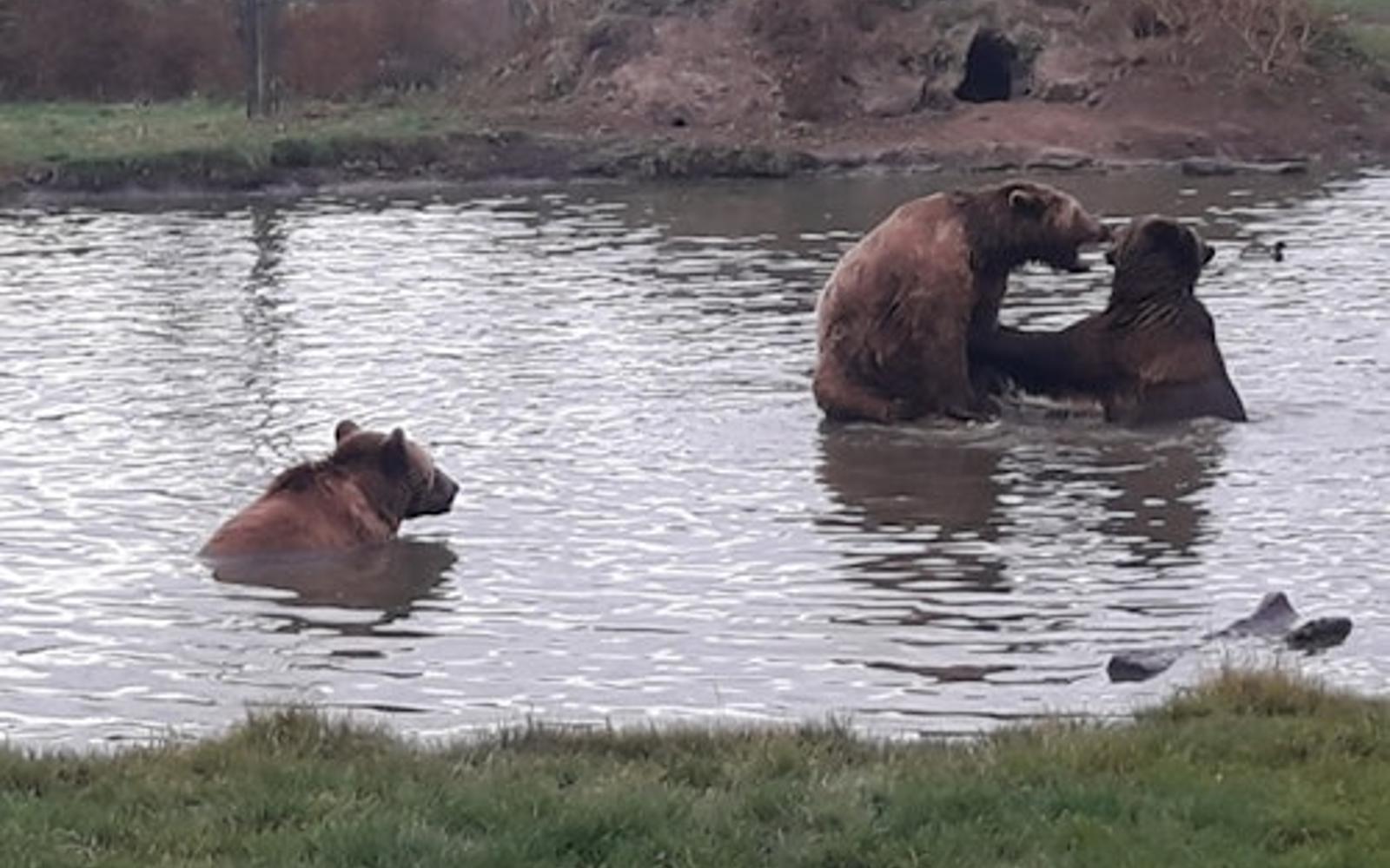 Budapest to Veresegyház Bear and Wolf Sanctuary: Live Guided Tour