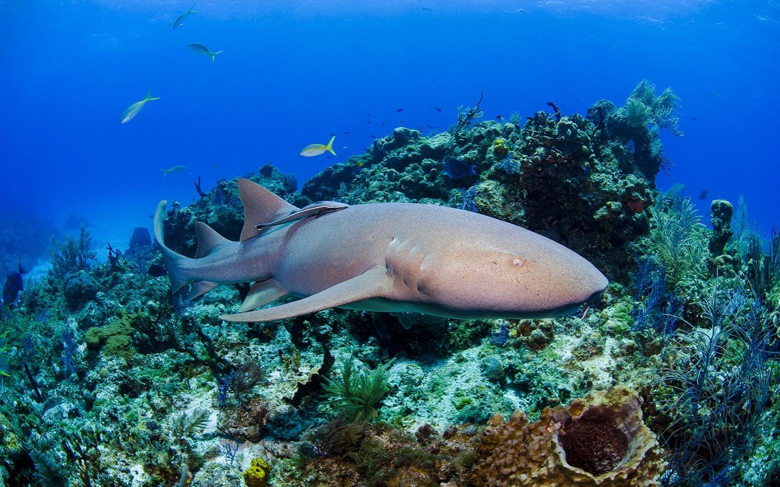Entrades Shark Dive Xtreme a l'Aquari SEA LIFE de Melbourne