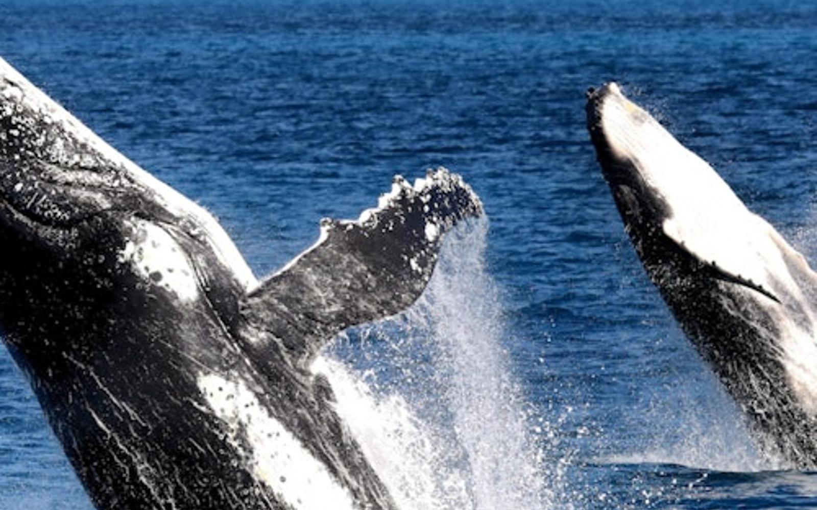 Hervey Bay: Half-Day Whale Watching Cruise tickets at Hervey Bay Cruises, Hervey Bay