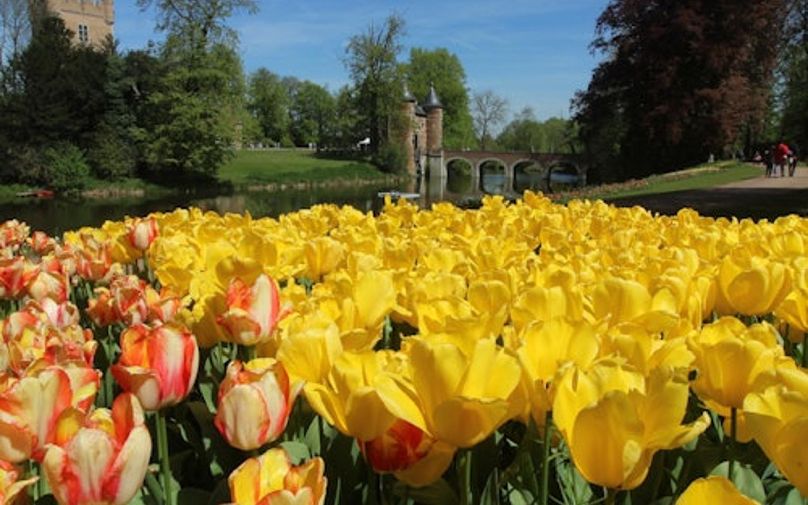 Groot-Bijgaarden Castle: Floralia Brussels Entry Ticket at Groot-Bijgaarden Castle, Dilbeek