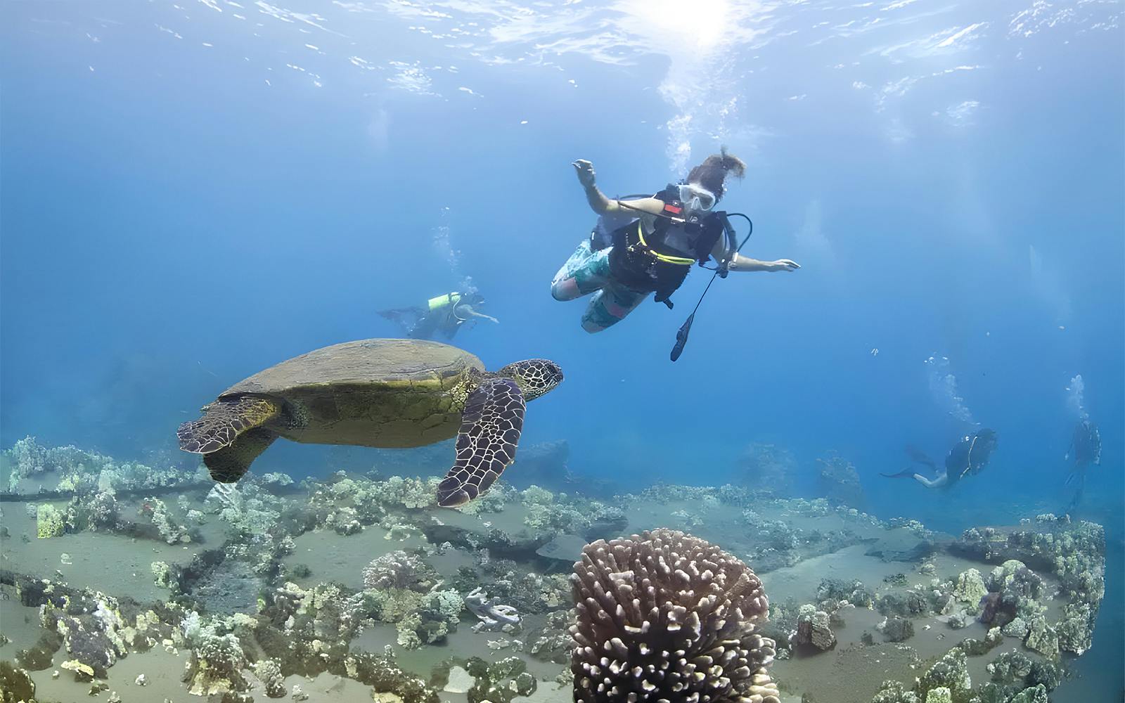 Maui Turtle and Shark Dive Tours