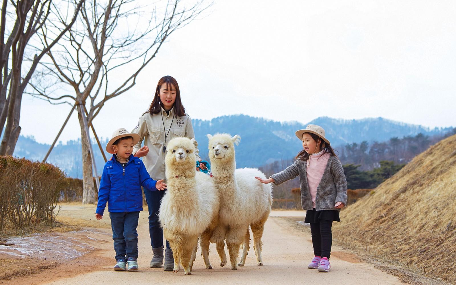 From Seoul: Nami Island & Alpaca World Guided Tour