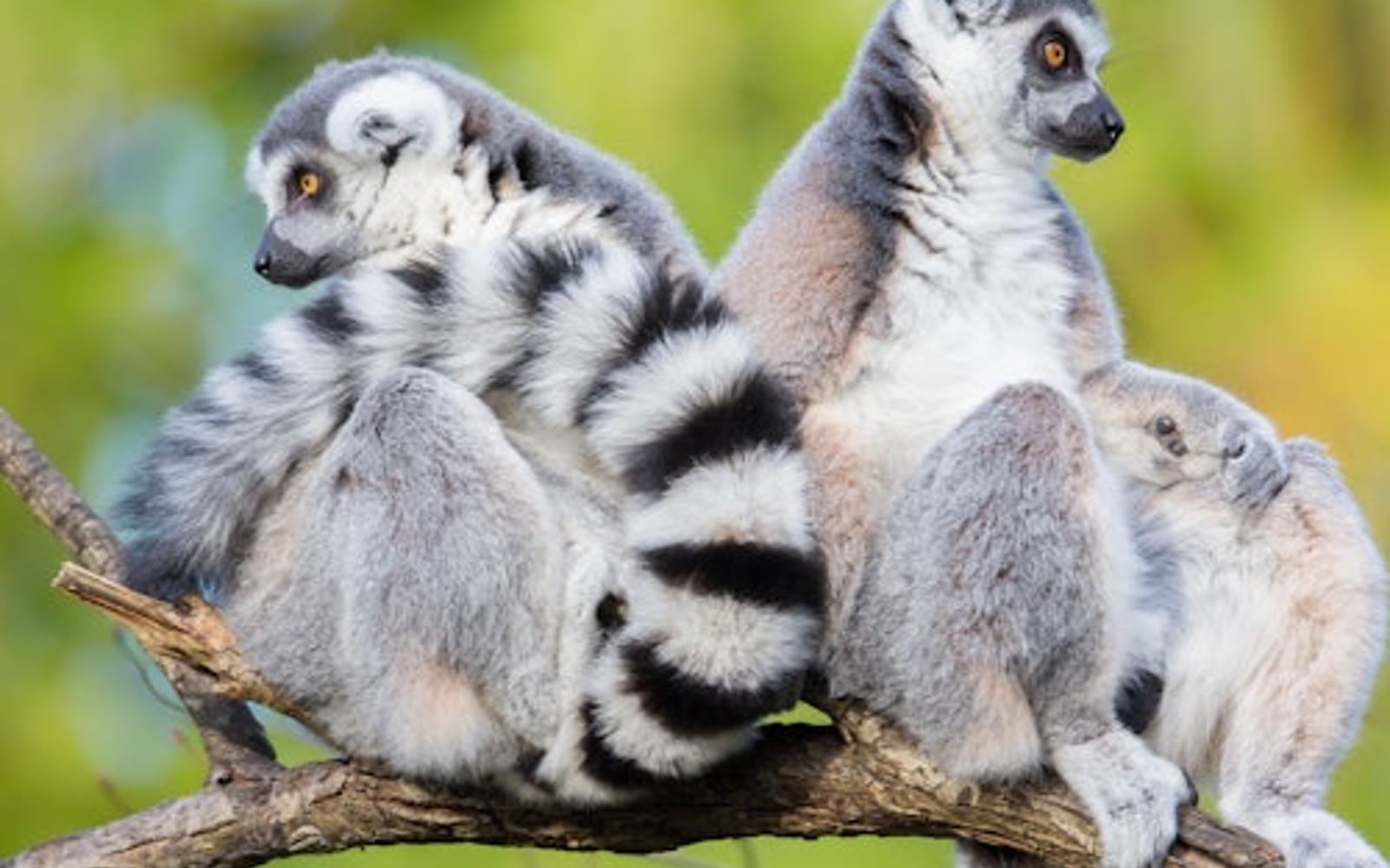بلیط صف‌شکنی باغ‌ وحش وودلند پارک tickets at Woodland Park Zoo, Seattle