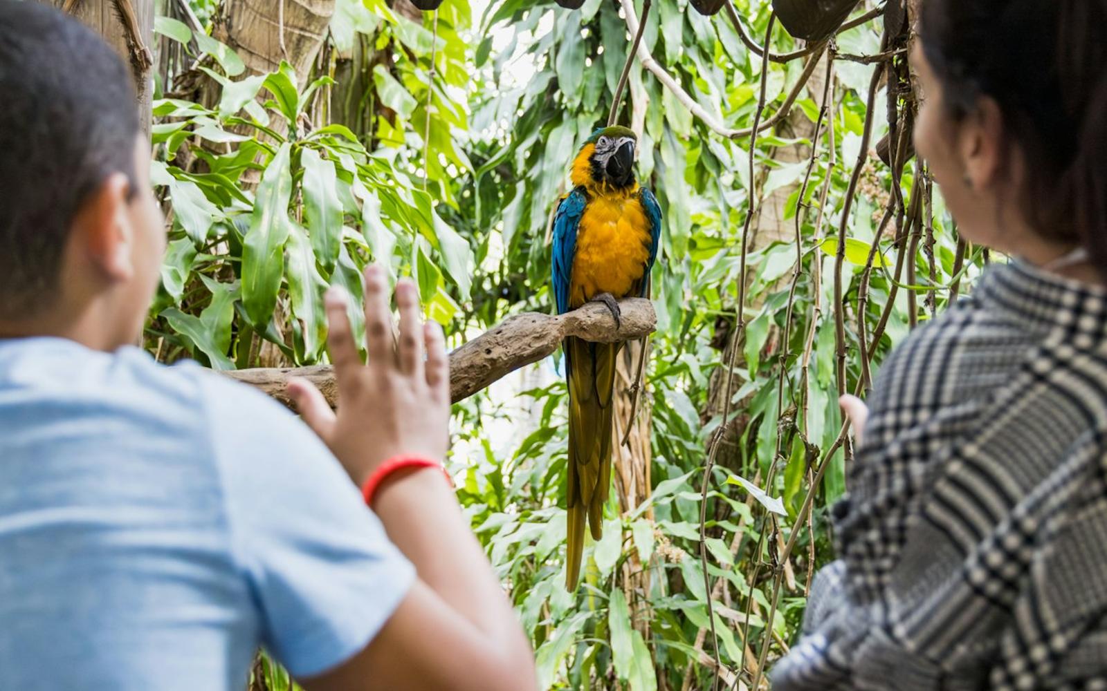 Jungle Island: Entry Ticket