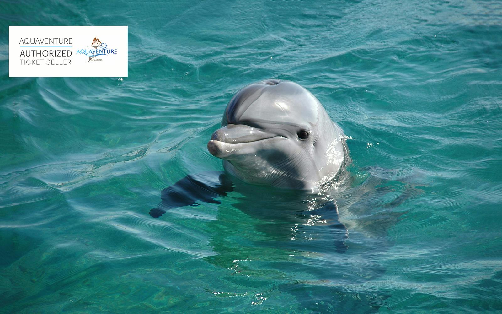 Atlas Village: Atlantis Dolphin Meet & Greet