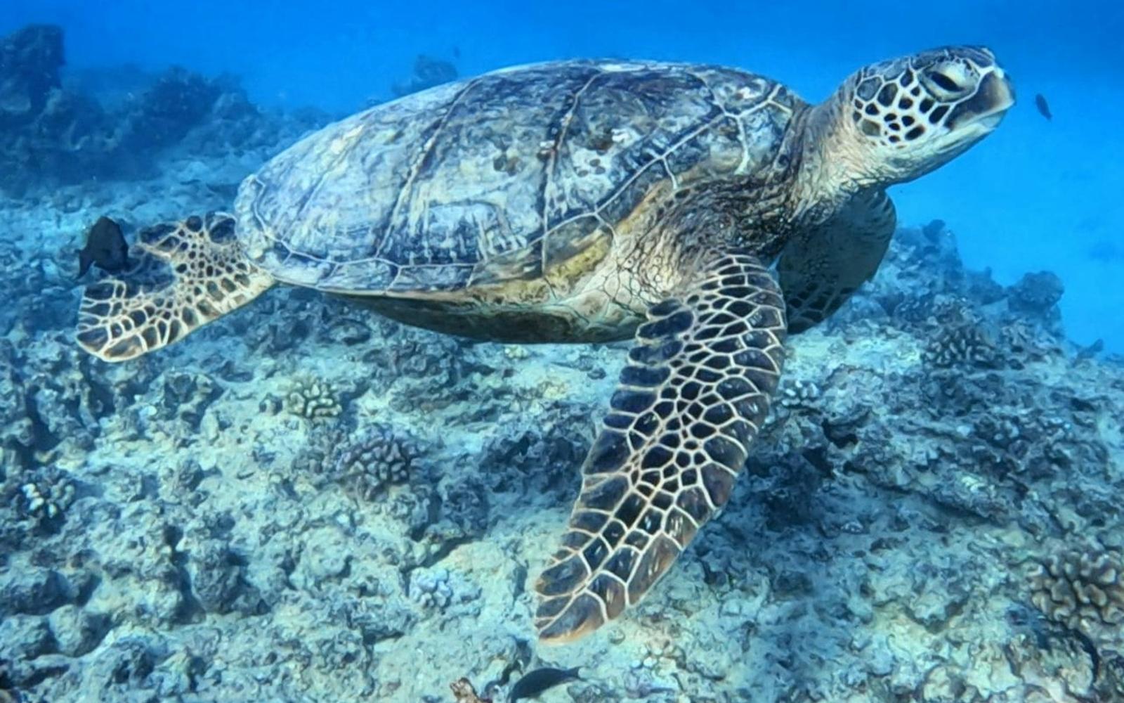 Discover Scuba Dive for Beginner