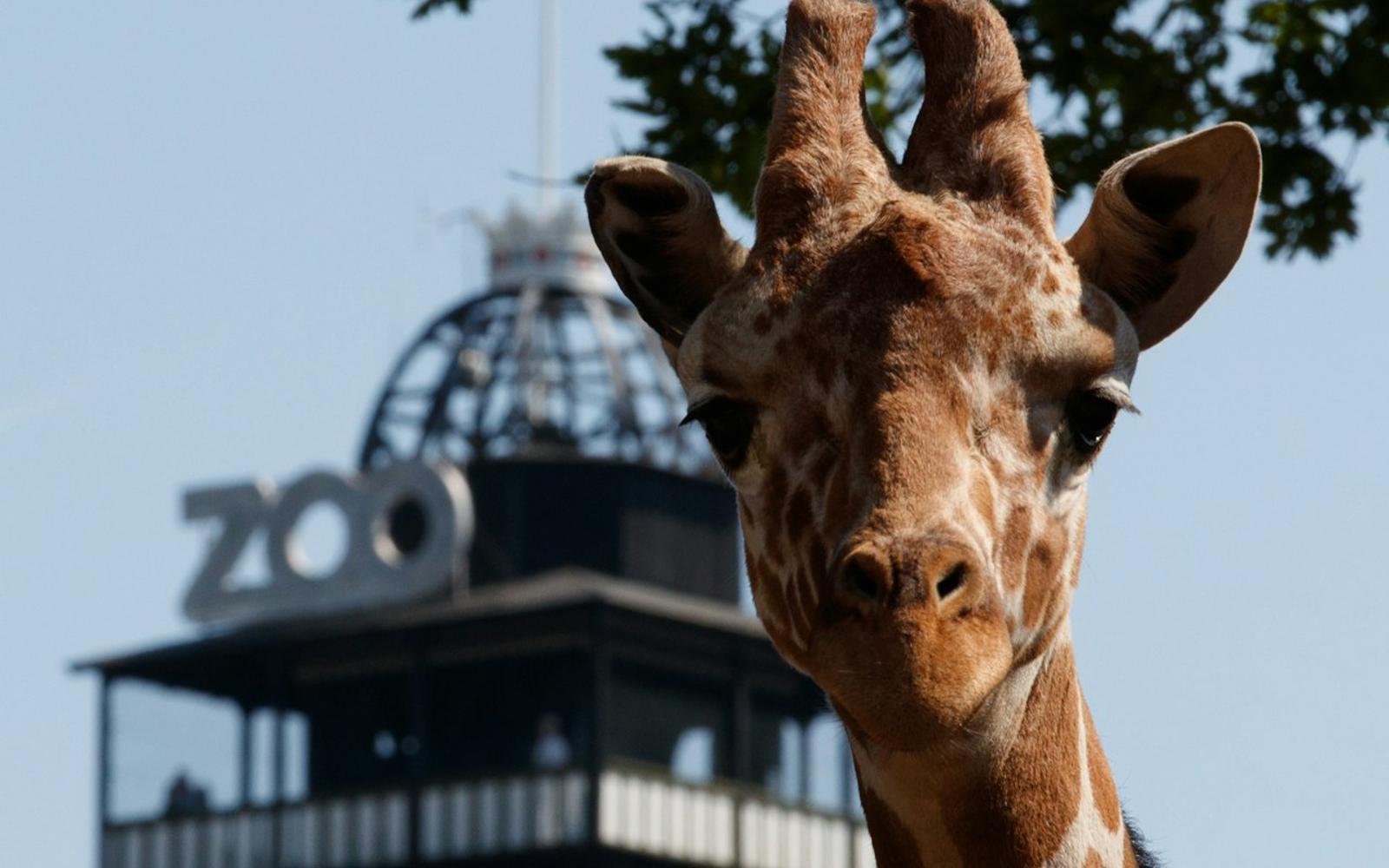Copenhagen ZOO: Skip The Line Ticket at Copenhagen ZOO, کپنهاگ