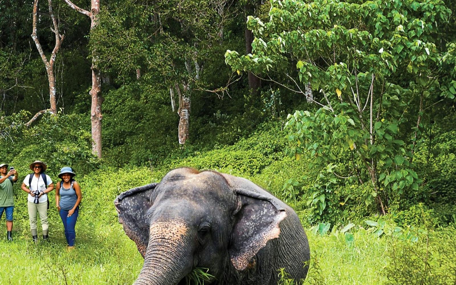 Phuket Elephant Sanctuary: Half-Day Program with Vegetarian Meal