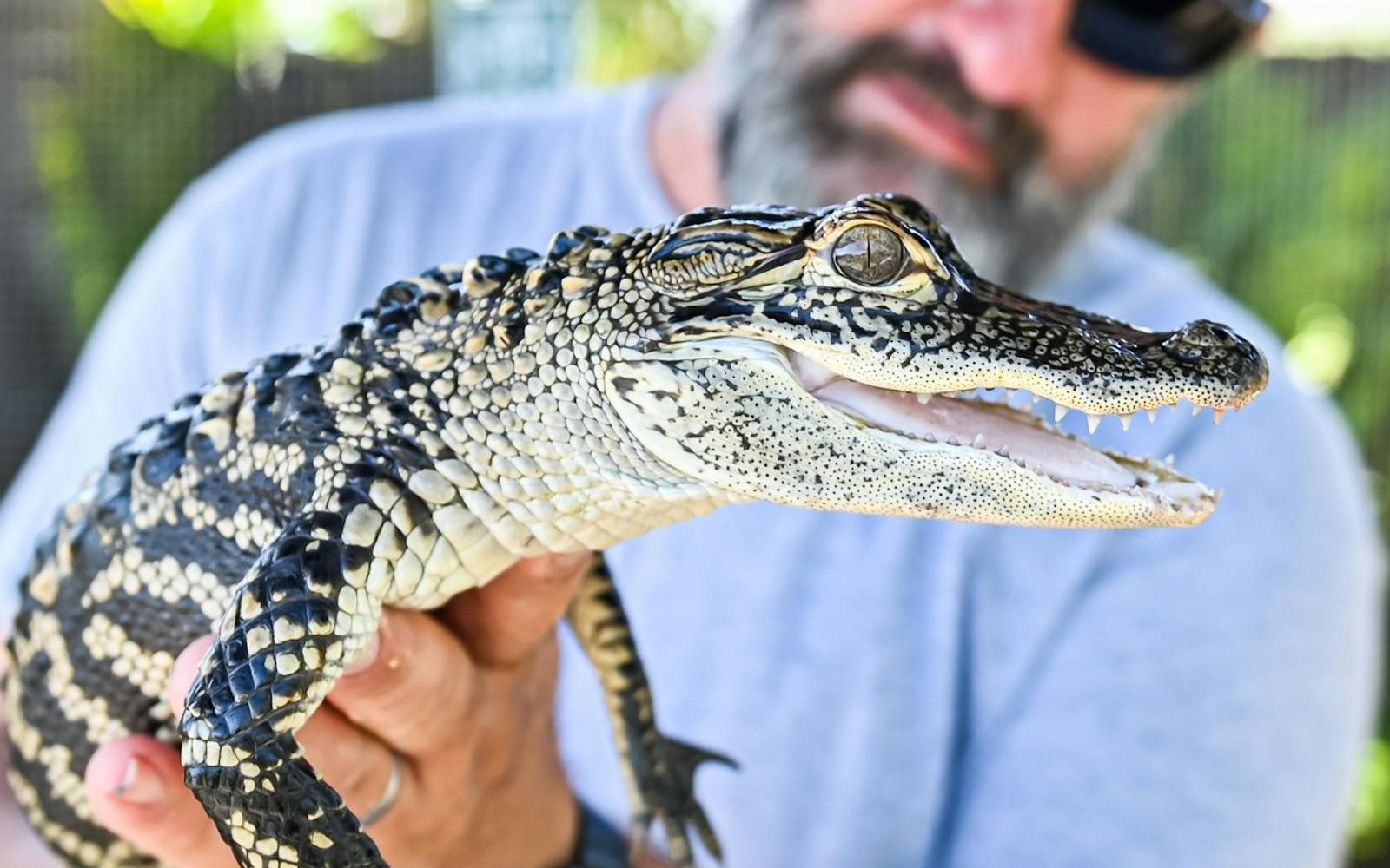 Fort Lauderdale: Florida Everglades Adventure Package tickets at Sawgrass Recreation Park, Miami