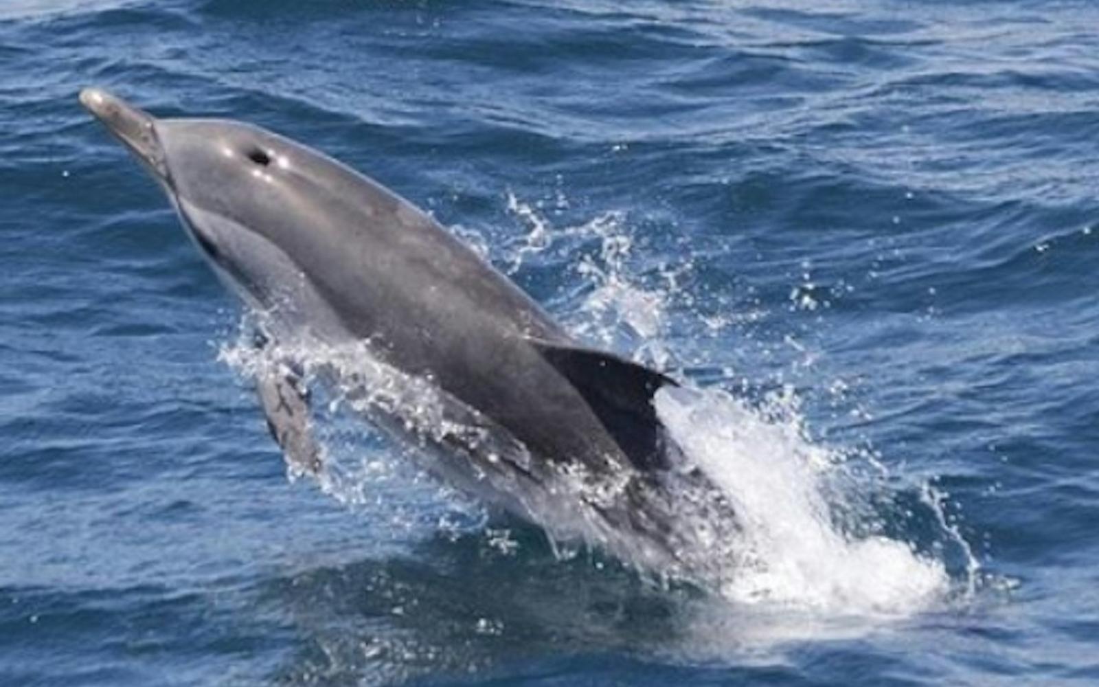 Gibraltar Whale and Dolphin Watching from Seville