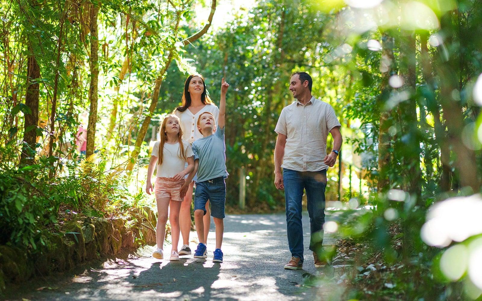 Tour per Natural Bridge i les cascades de Springbrook des de Gold Coast