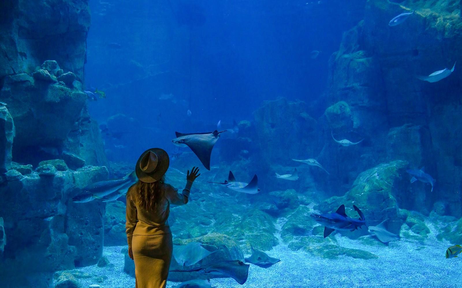 بلیت‌های آکواریوم استانبول با انتقال با اتوبوس از تکسیم و سلطان‌احمد tickets at Istanbul Aquarium, Istanbul